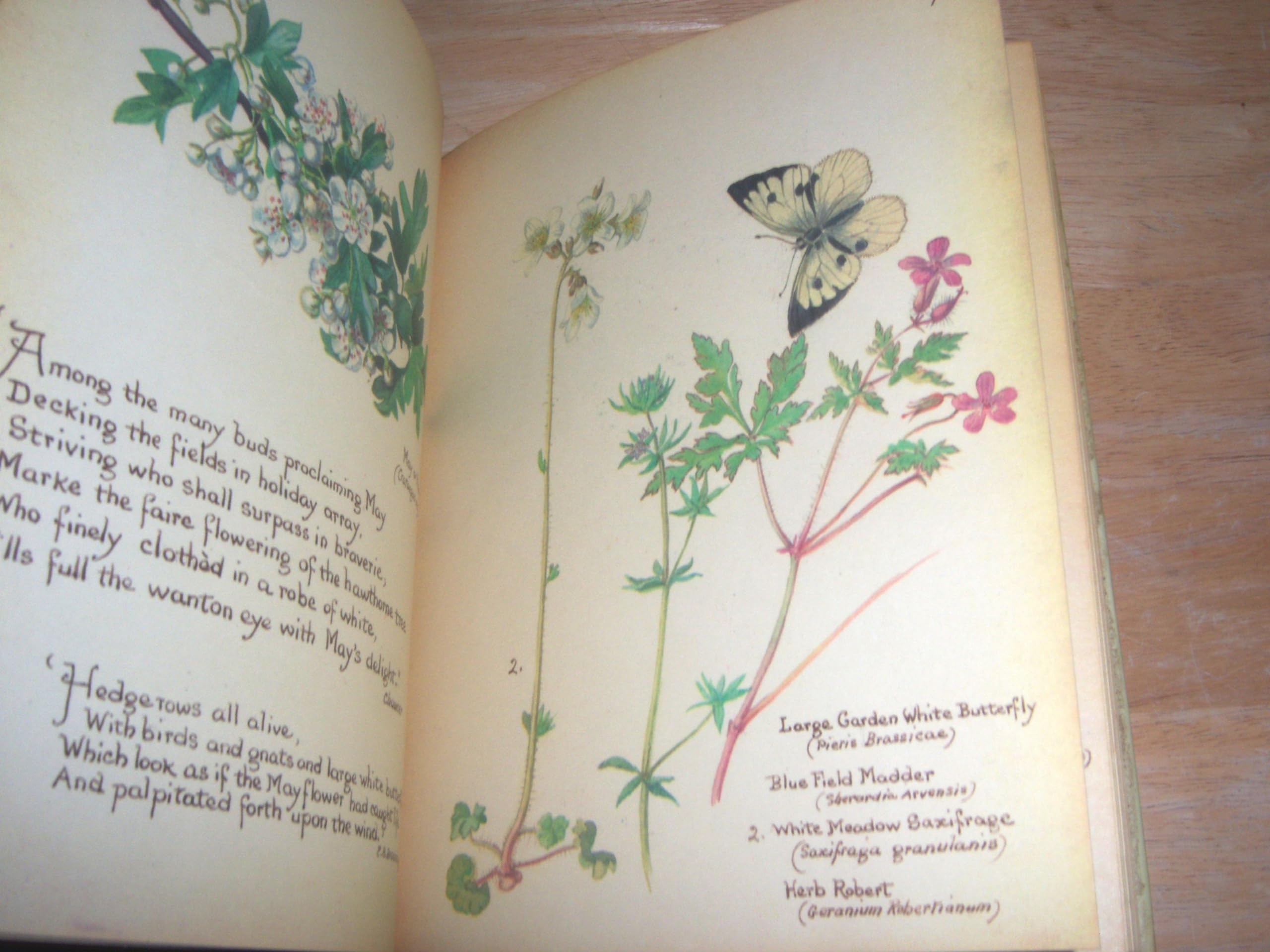The Country Diary of an Edwardian Lady, 1906: A Facsimile Reproduction of a Naturalist's Diary - Image 6