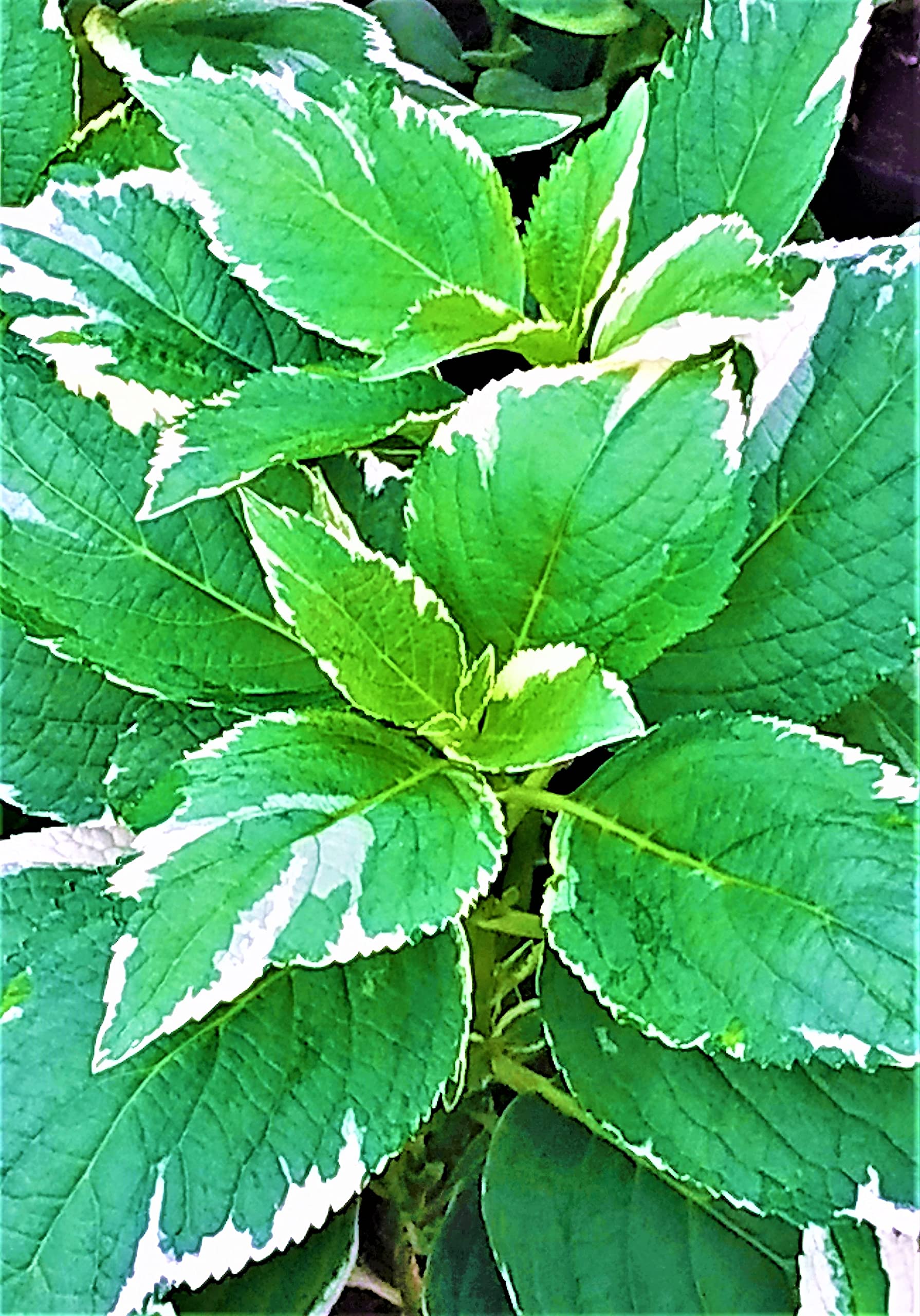 NETURE WORLD PEMIUM IMPORTED COLOUR FULL BEUEATIFULL OUT DOOR AND IN DOOR HEALTHY LIVE PLANT