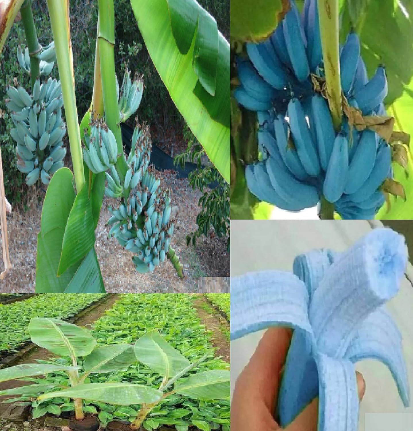 Blue Java Banana/Ice Cream banana/Hawaiian banana, Original Variety, Very Sweet Fruit Healthy Live Plant,Pack of 1. (B0CV7ZKK37) Amazon Price History, Amazon Price Tracker