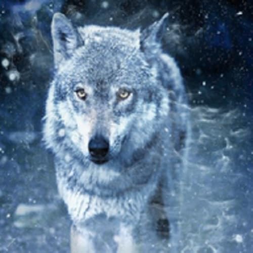 Wolf Wallpapers