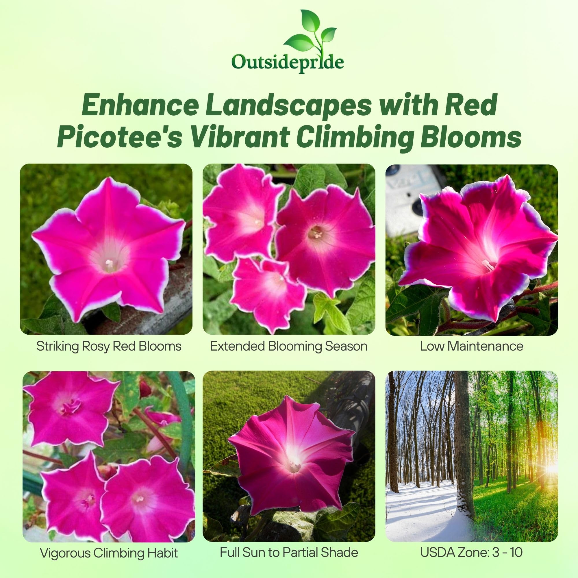 Amazon.com : Outsidepride Red Picotee Morning Glory Seeds - 50 Pcs