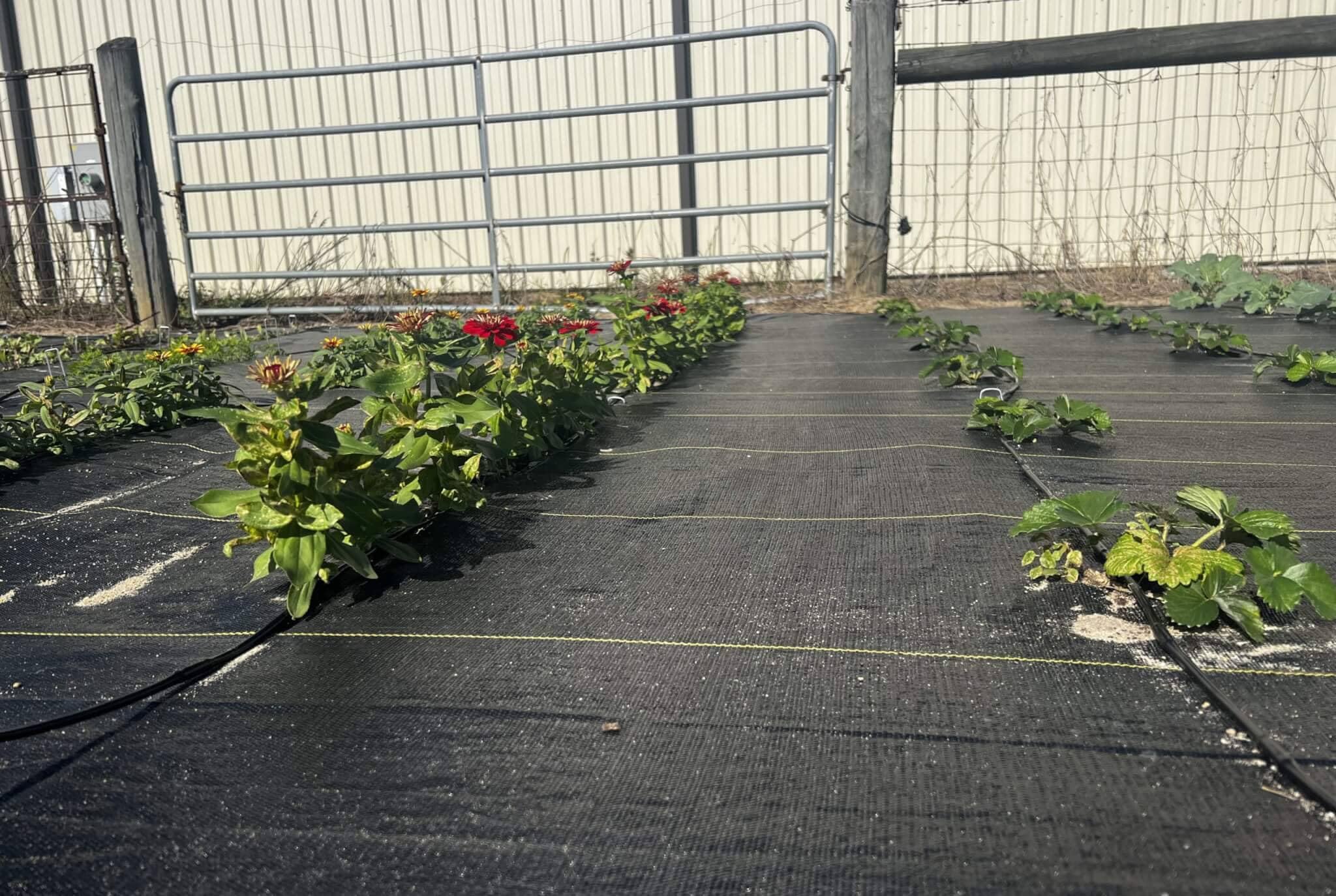 Hoss Lazy Garden Ground Cover 15' X 30'