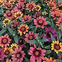 Vista 84 de Eden Brothers - Semillas de zinnia, cactus con flores, sin OMG, plantar en primavera, paquete, flores de bajo mantenimiento, zonas 3, 4, 5, 6, 7, 8