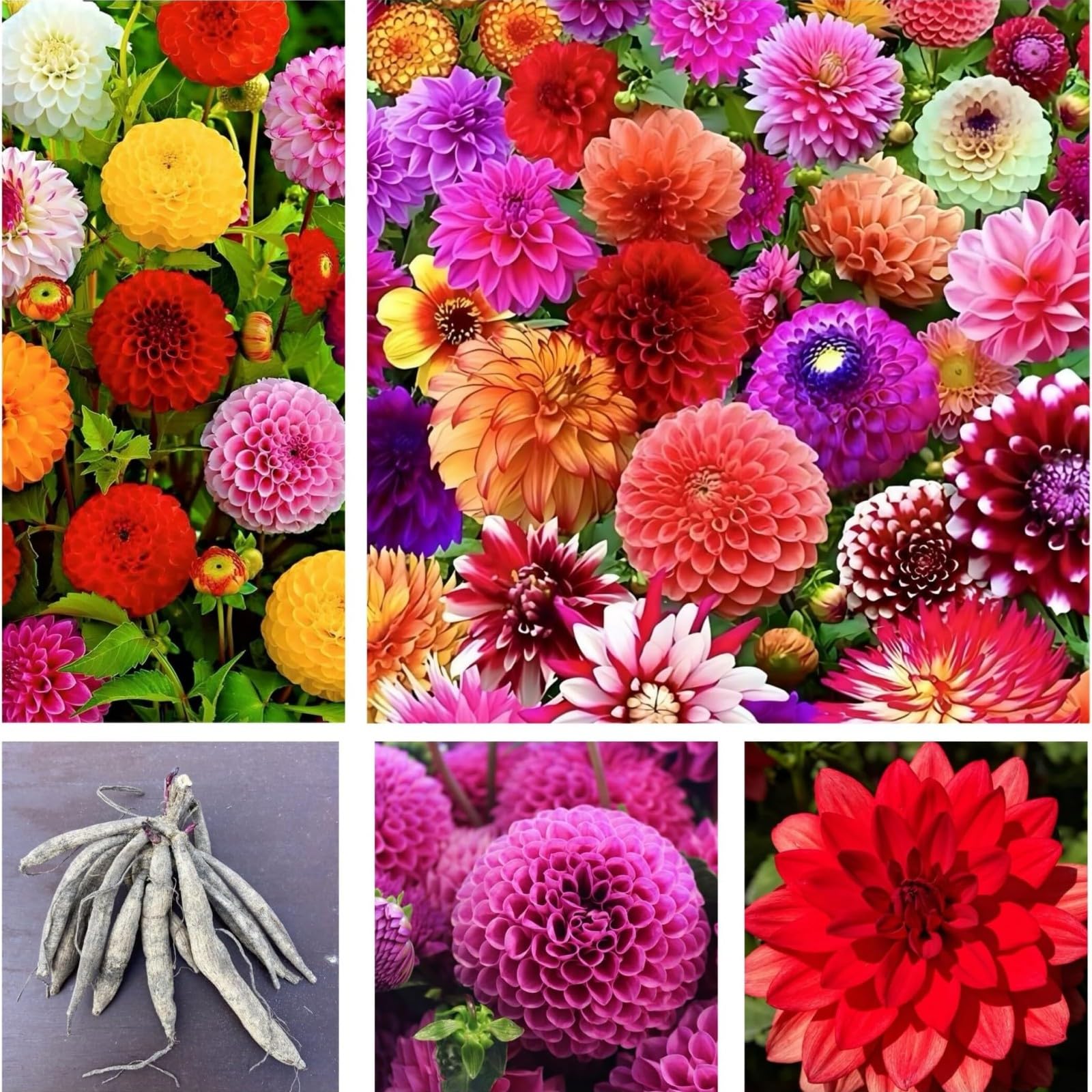 Dahlia Bulbs Mix for Planting Now UK,Hardy Perennial,Wedding Flowers,Strong Plants That Grow Well,Dahlia tubers Bulk,Beauty of Garden,Gift Ready-6bulbs-D