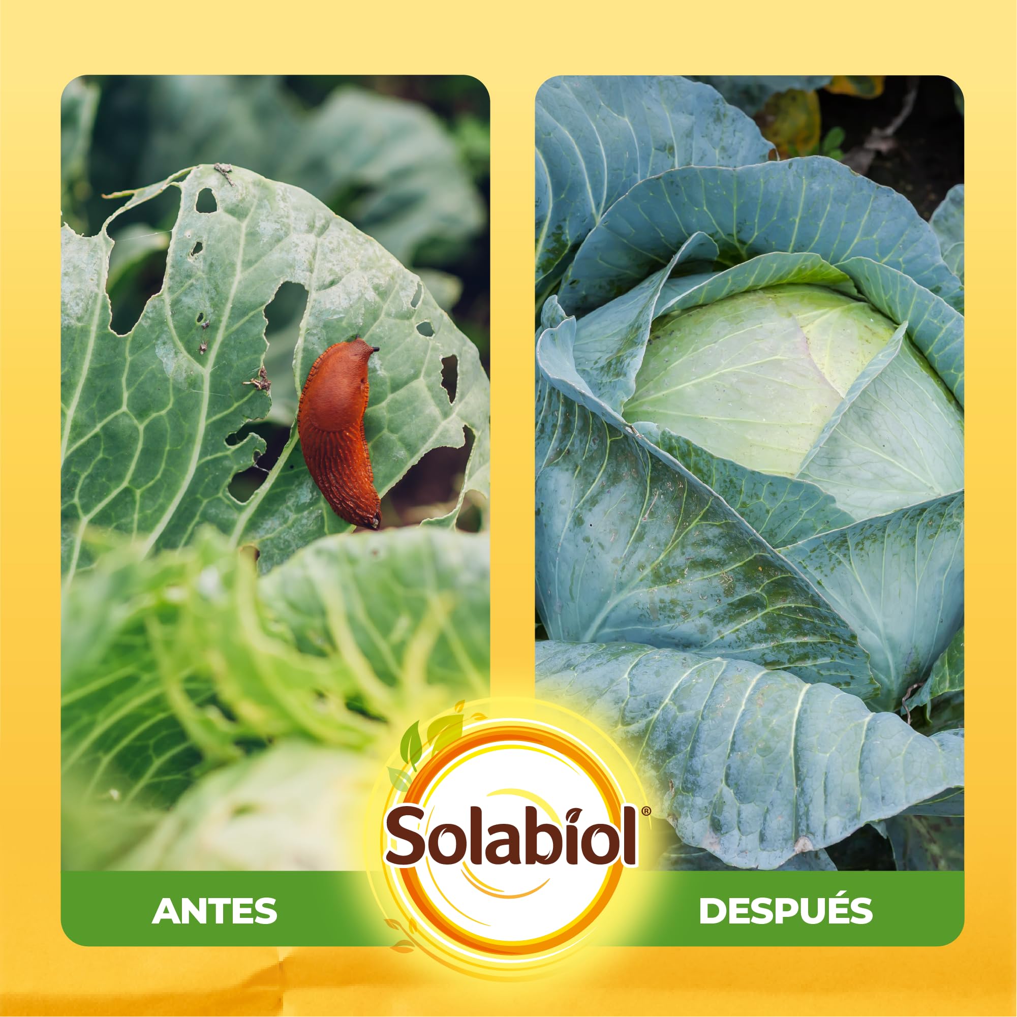 Solabiol Anticaracoles Natural RB. Protección Natural contra Caracoles y babosas. 100% Ingredientes Naturales