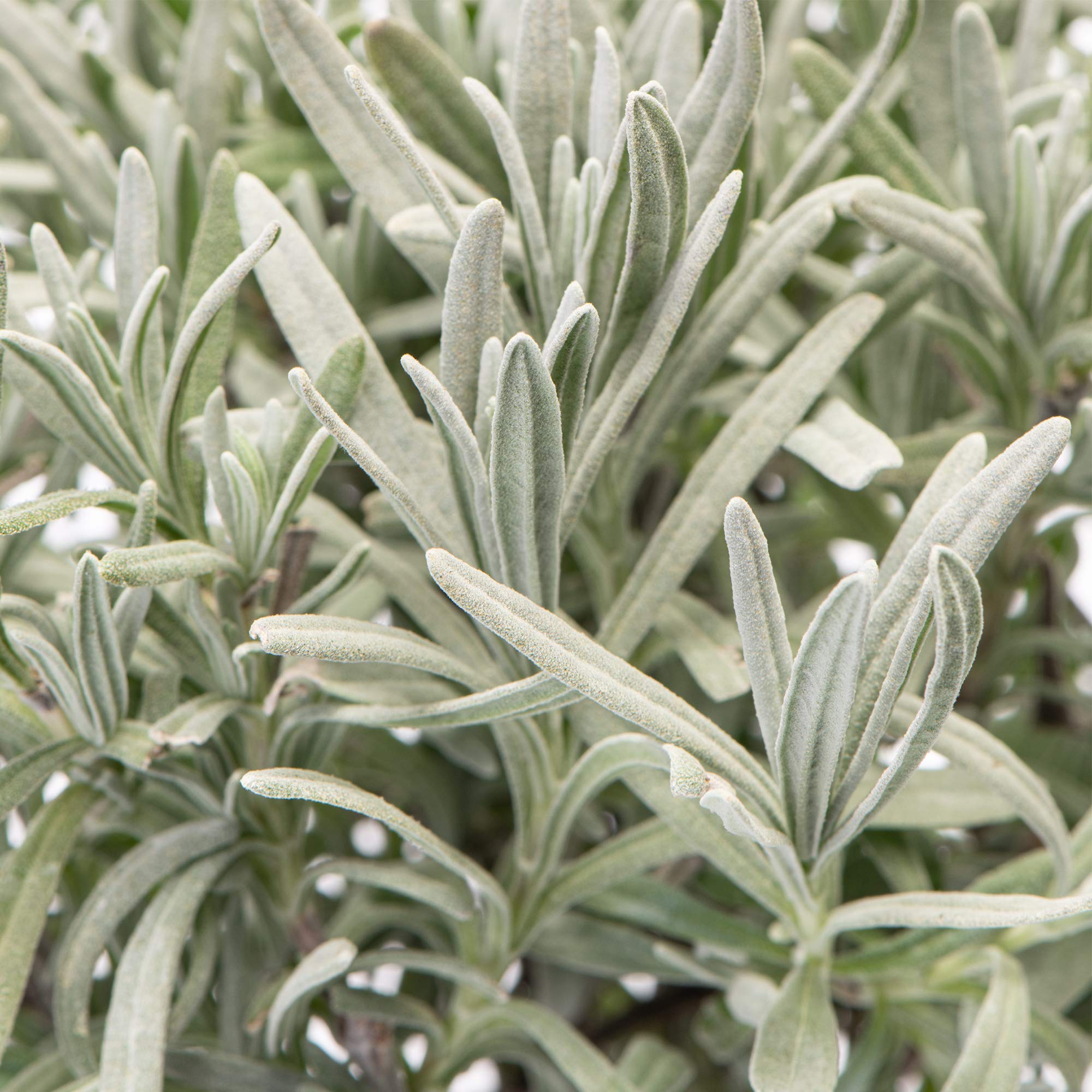 GardenersDream Lavender Plant - Evergreen Fresh Culinary Herb Plant - Fragrant Garden Ready Hardy Perennial Plants - Grow Your Own Herbs for Patios, Borders & Containers (15-25cm, incl. 14cm Pot)