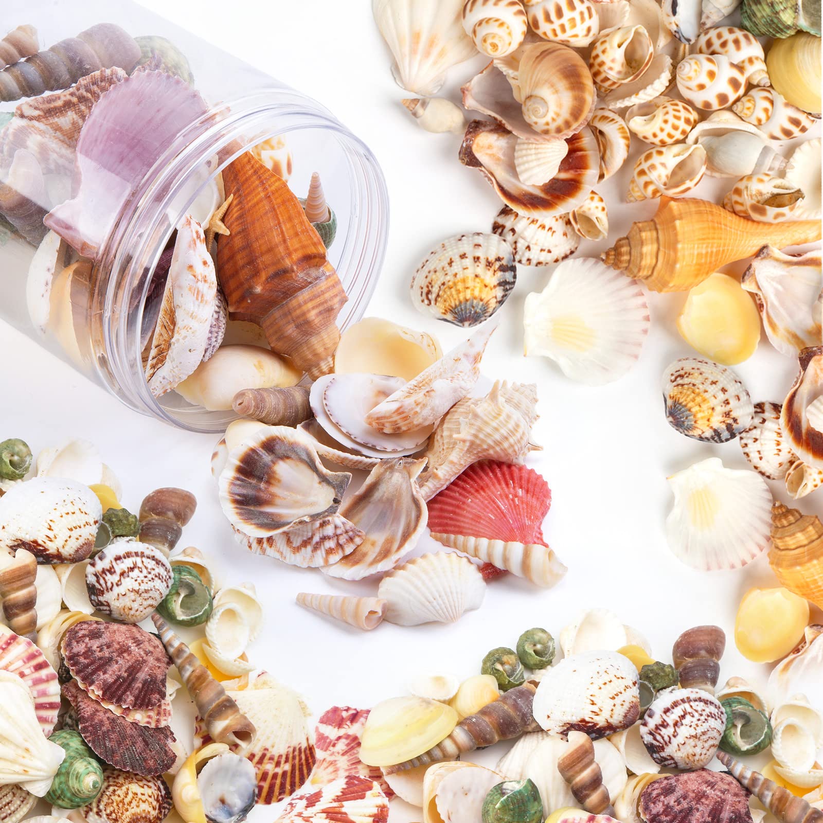 HAKACC Sea Shells Mixed, 70-80 PCS Beach Seashells Ocean Sea Shells Assorted Natural Seashells for Candle Making Home Decoration Party Wedding Vase Filler