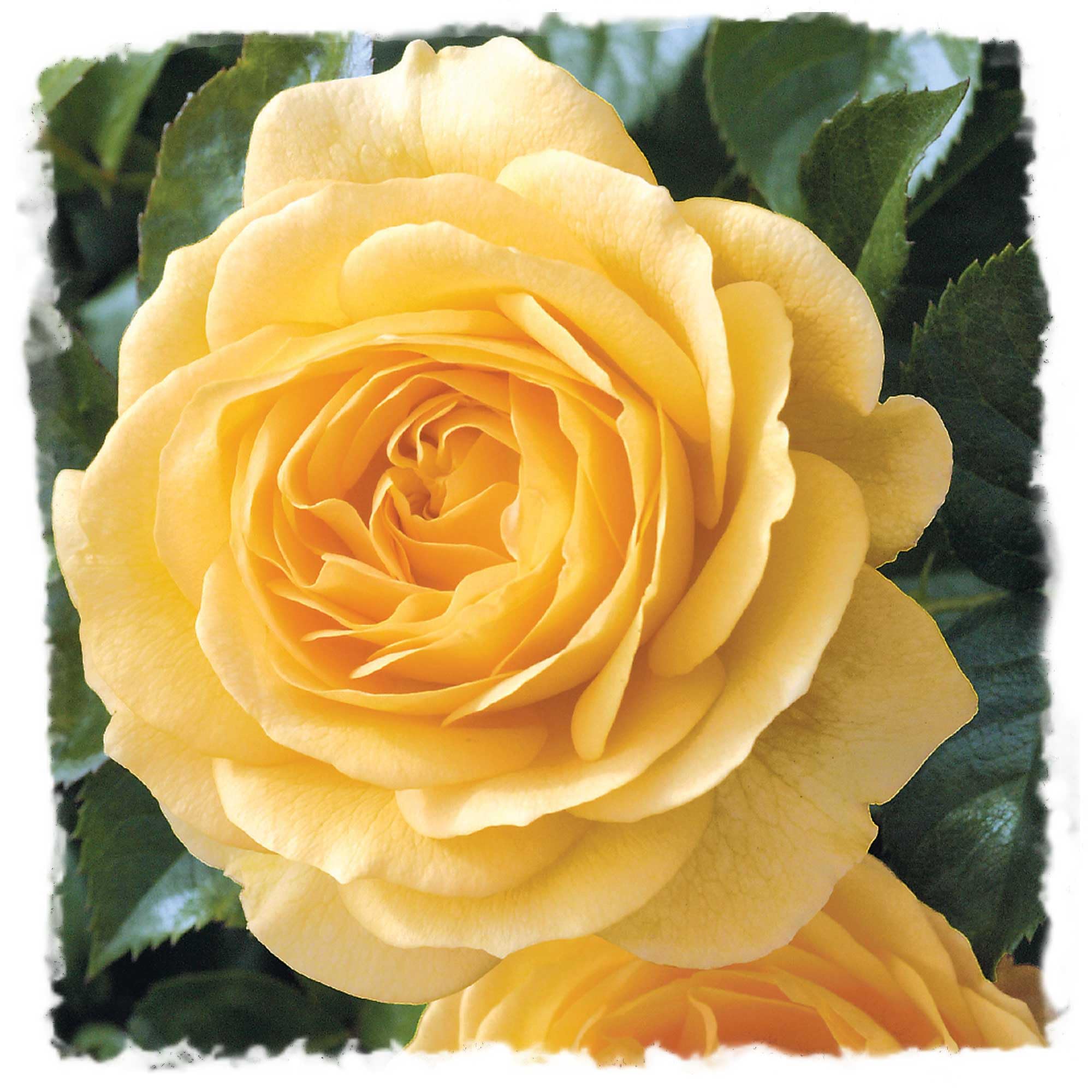 Julia Child Rose Bush 1.5 Gallon Fragrant Yellow