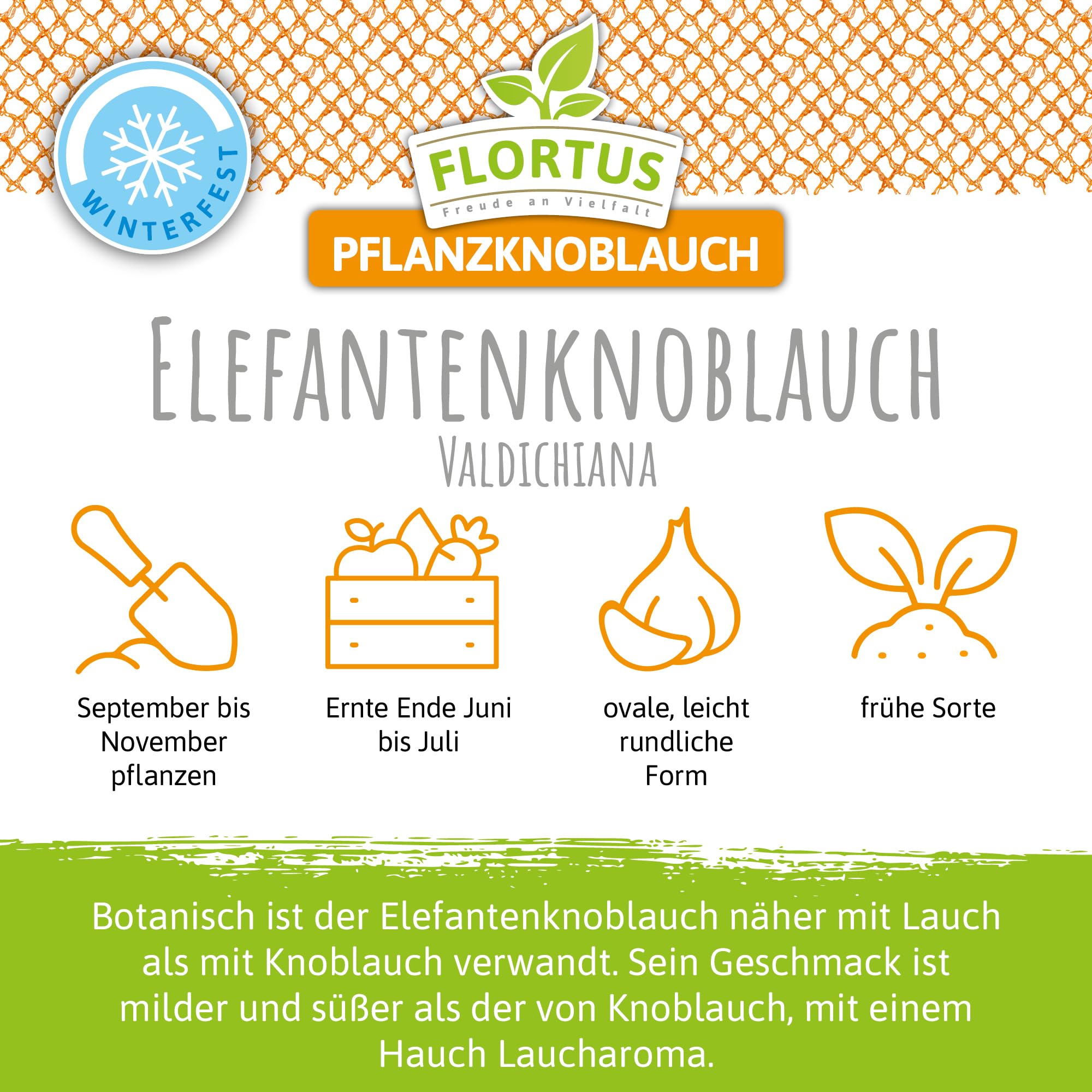 FLORTUS 2000-2478 Winterpflanzknoblauch Elefantenknoblauch Valdichiana (Pflanzknoblauch)