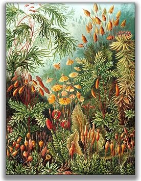 OKRA Ernst Haeckel Canvas Wall Art Muscinae Poster - Nature Botanical Room Decor Aesthetic Botanical Art Print Suitable for Living Room Bedroom Office Cool Wall Decor Unframed12x16in/3040cm...