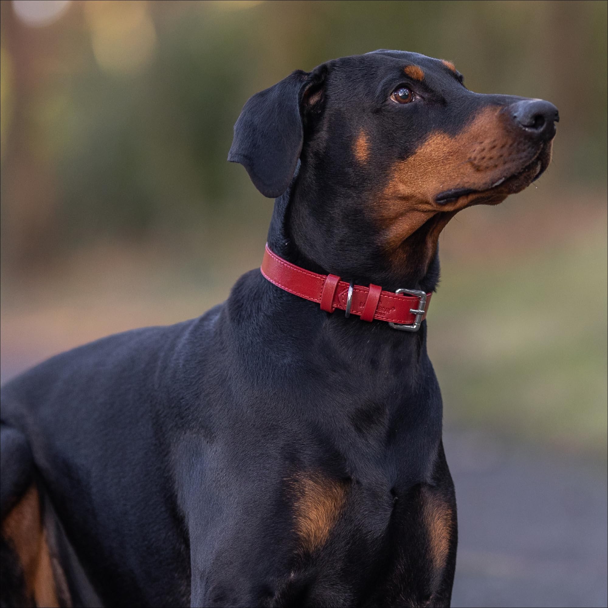Baker and Bray Luxury Eco Friendly Genuine Leather Designer Dog Collar, Rose - Red (Extra Large : fits neck size 45-56 cm)