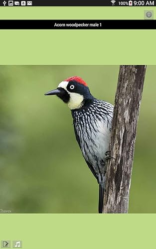Costa Rica Birds FGuide Basic
