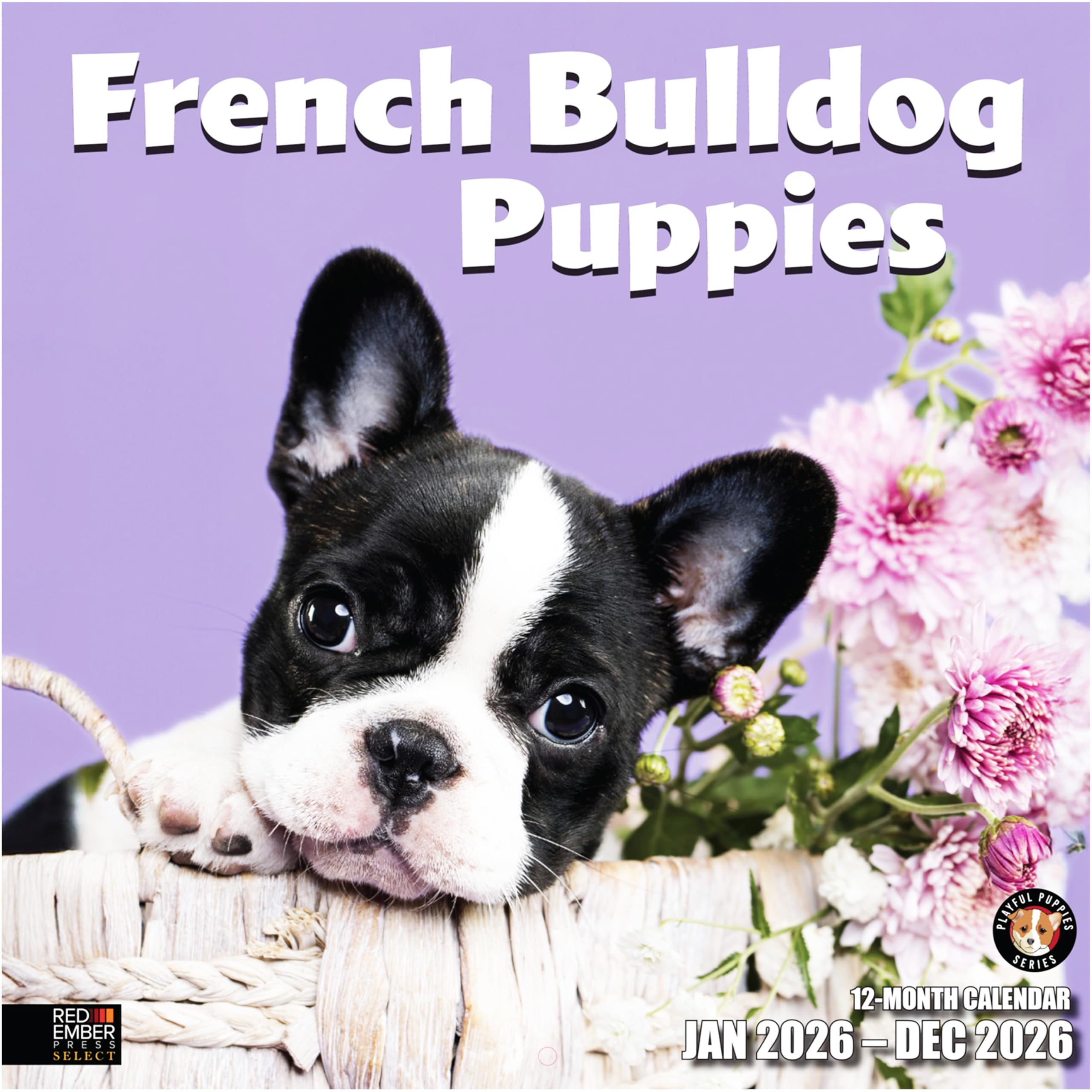 RED EMBER Select - French Bulldog Puppies 2026 Wall Calendar 12 Month | 12" x 24" Open | Thick &amp; Sturdy Paper | Giftable | Cute Frenchie Puppy Dog Calendar 2026