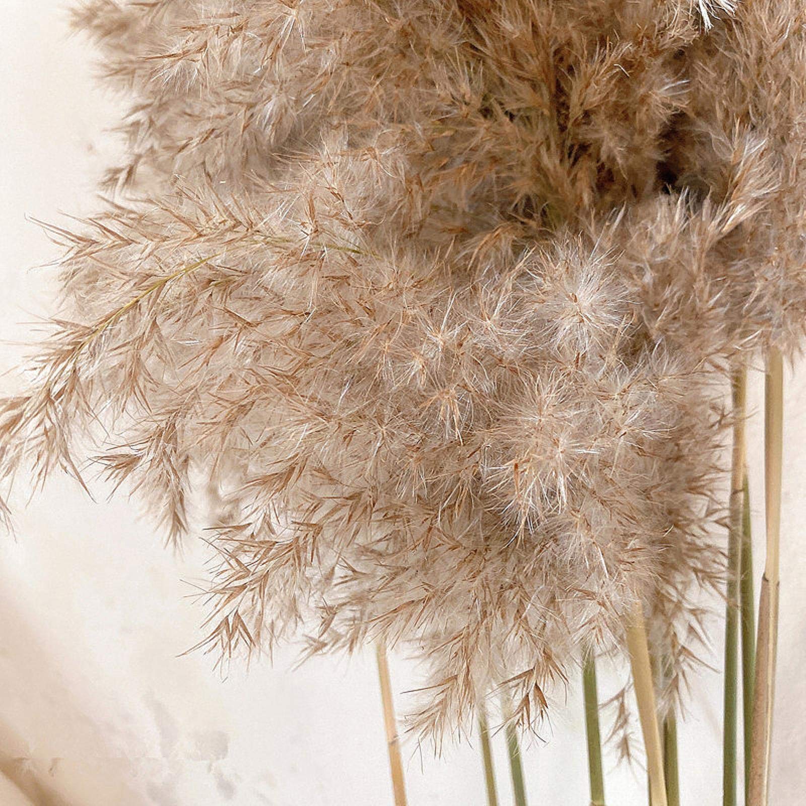 Pampas Herbe Véritable Plantes Séchées Décor De Mariage Bouquet De Fleurs Naturelles Plantes Décor Fleurs Plantes Naturelles