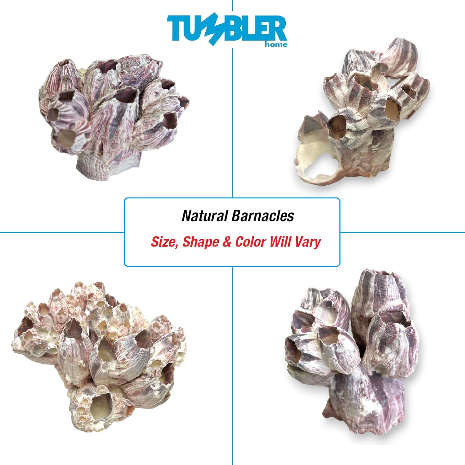 Tumbler Home Purple Barnacle Cluster for Aquarium Ornaments, Real Barnacles for Saltwater Aquariums, Fish Tank Decorations and Accessories, Coastal and Nautical Bathroom or Party Decoration (2 Pack)