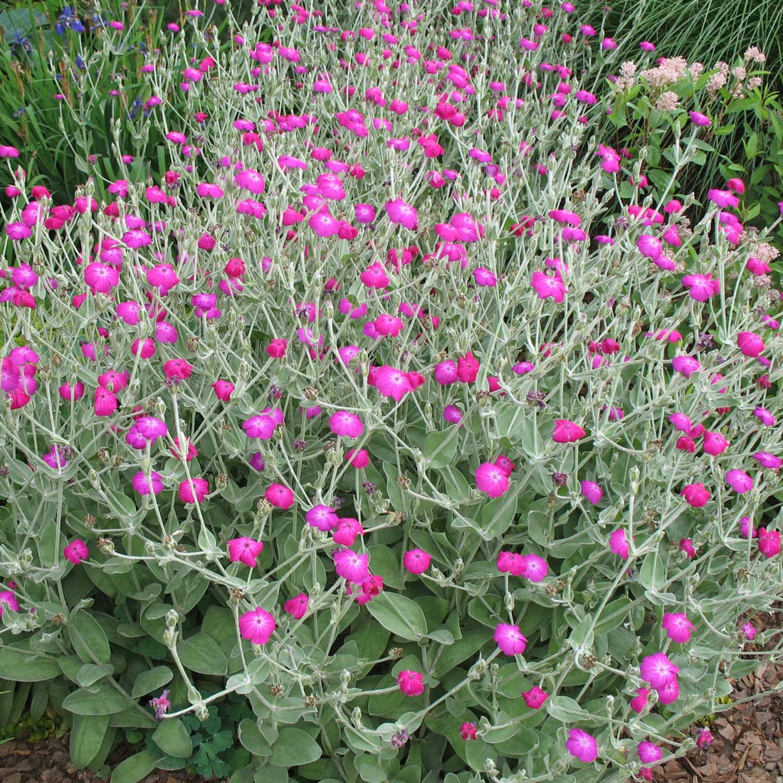 12 unità Lychnis Coronaria - Papavero da Giardino Vaso 9x9cm ±1 m² - Pianta con Fiori Rosa e Foglie Argentee