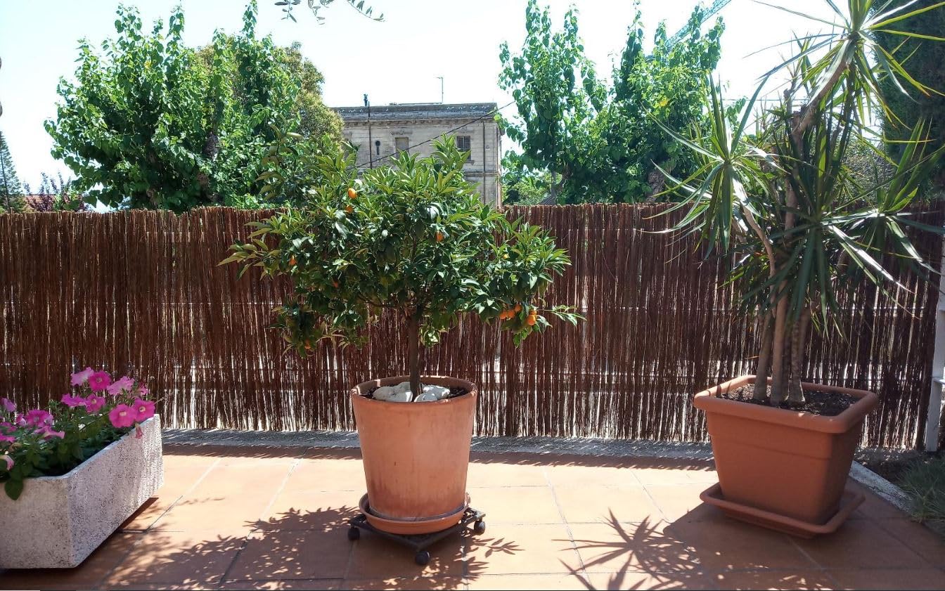 Suinga Valla Natural Brezo + Mimbre 1,5x3 metros | Valla de Mimbre Ocultación 95% | Cerramiento Natural Jardin Terraza Cañizo