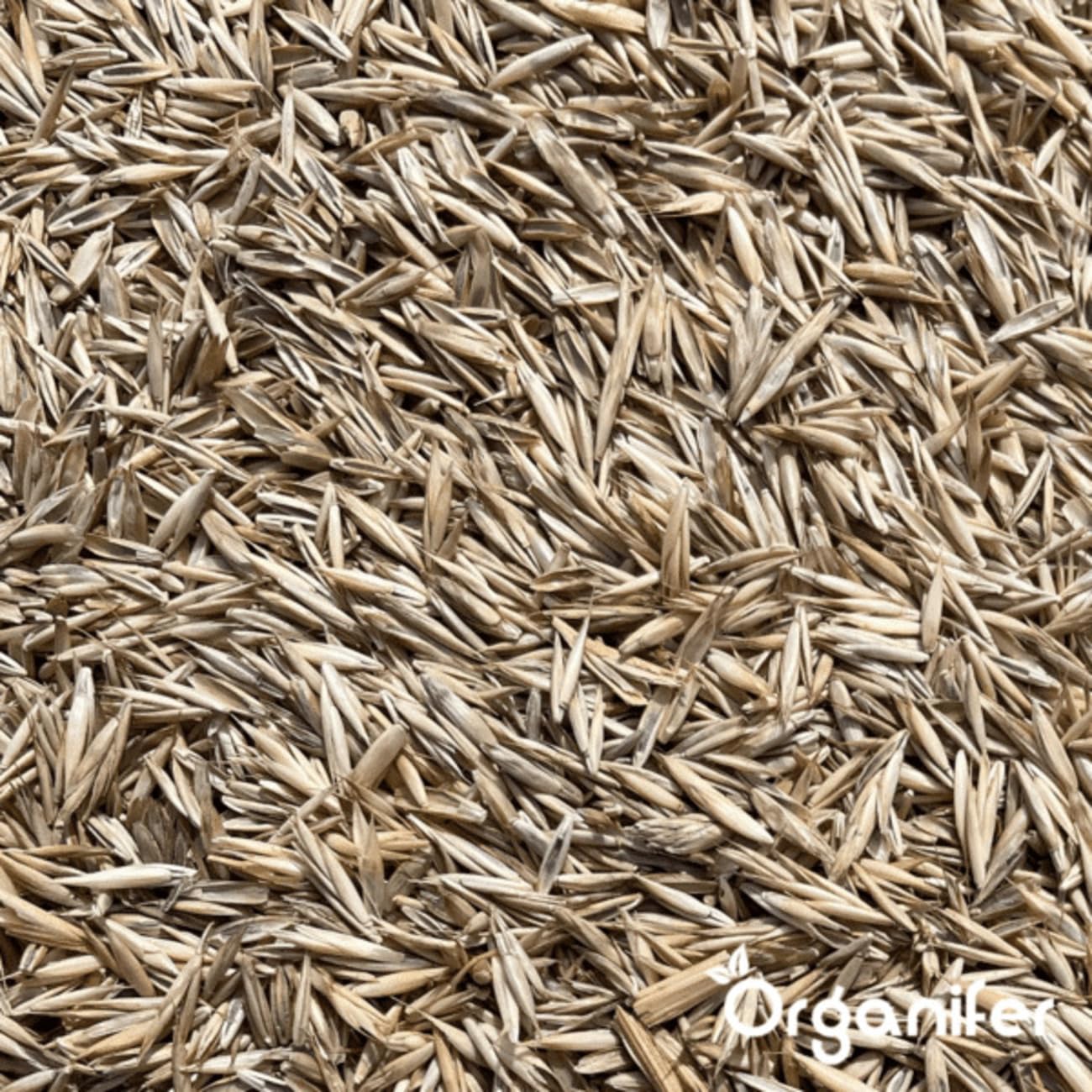 Organifer Graines De Gazon À Germination Rapide 1 Kg 50 M2 Pelouses Sportives