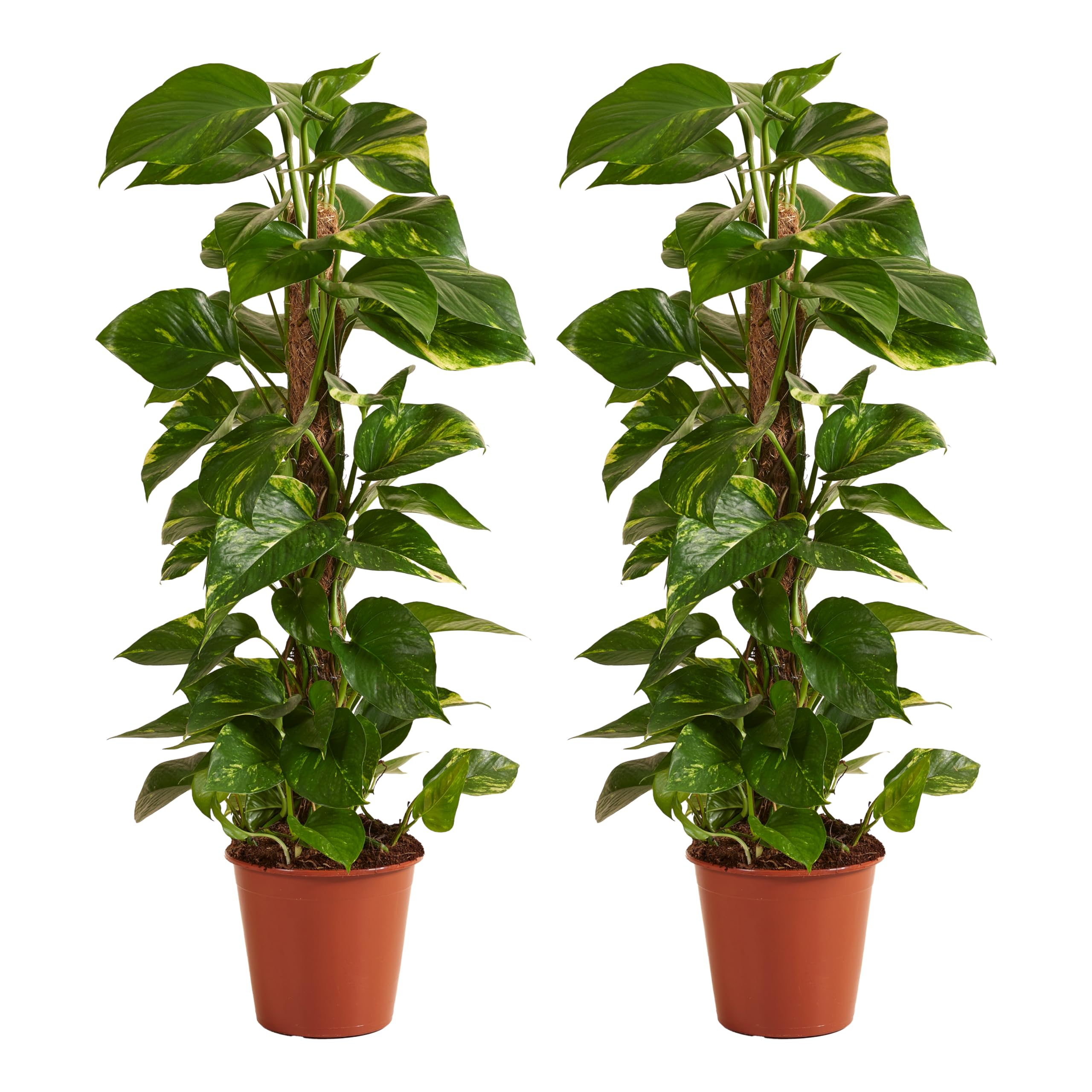 Bloomique - 2er-Set - Epipremnum Aureum - Efeutute - Drachenefeu - Kletterpflanzen - Zimmerpflanzen - Luftreinigend - Höhe 70-90 cm - Topf 19 cm