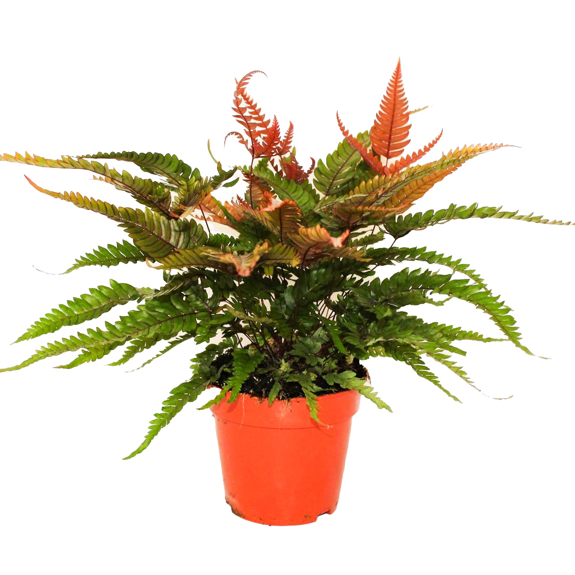 Pteris Tricolor Fougère bien Colorée pour la Maison ou le Bureau (de 25 à 35 cm avec pot)