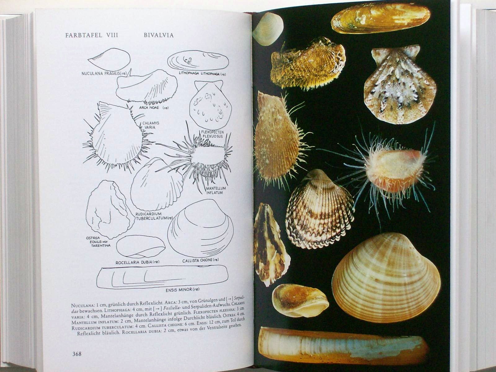 Fauna und Flora des Mittelmeeres. Ein systematischer Meeresführer für Biologen und Naturfreunde