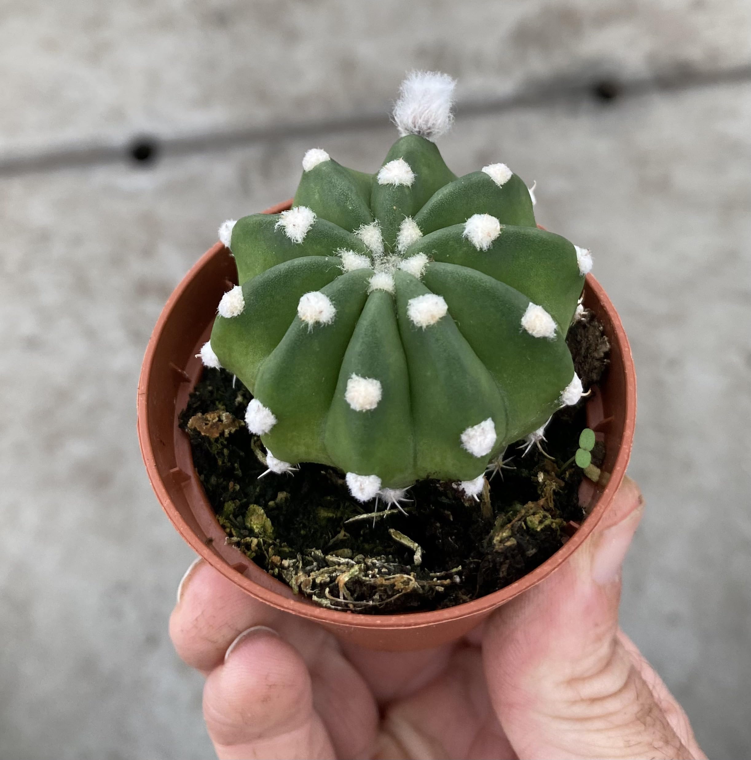 sankt petrus kaktus Trichocereus pachanoi 30cm