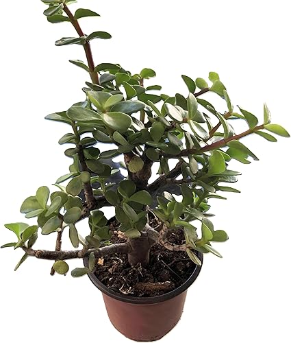 Blissful Elephant Bush en maceta de 4 pulgadas, suculenta con hojas verdes brillantes, tallos de color marrón rojizo, creando un efecto en cascada