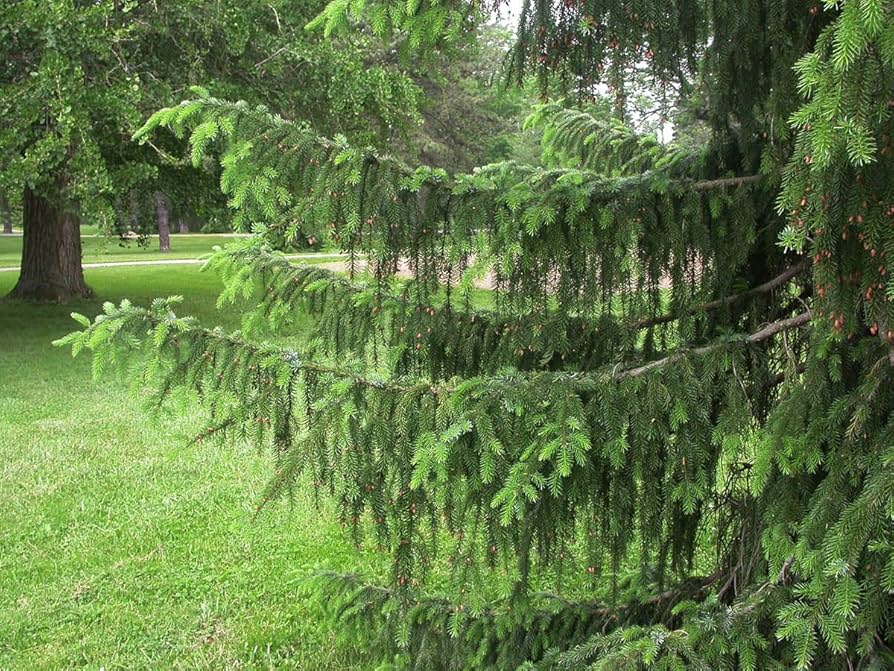 Norway Spruce, Picea abies, Tree 30 Seeds (Evergreen, Fast