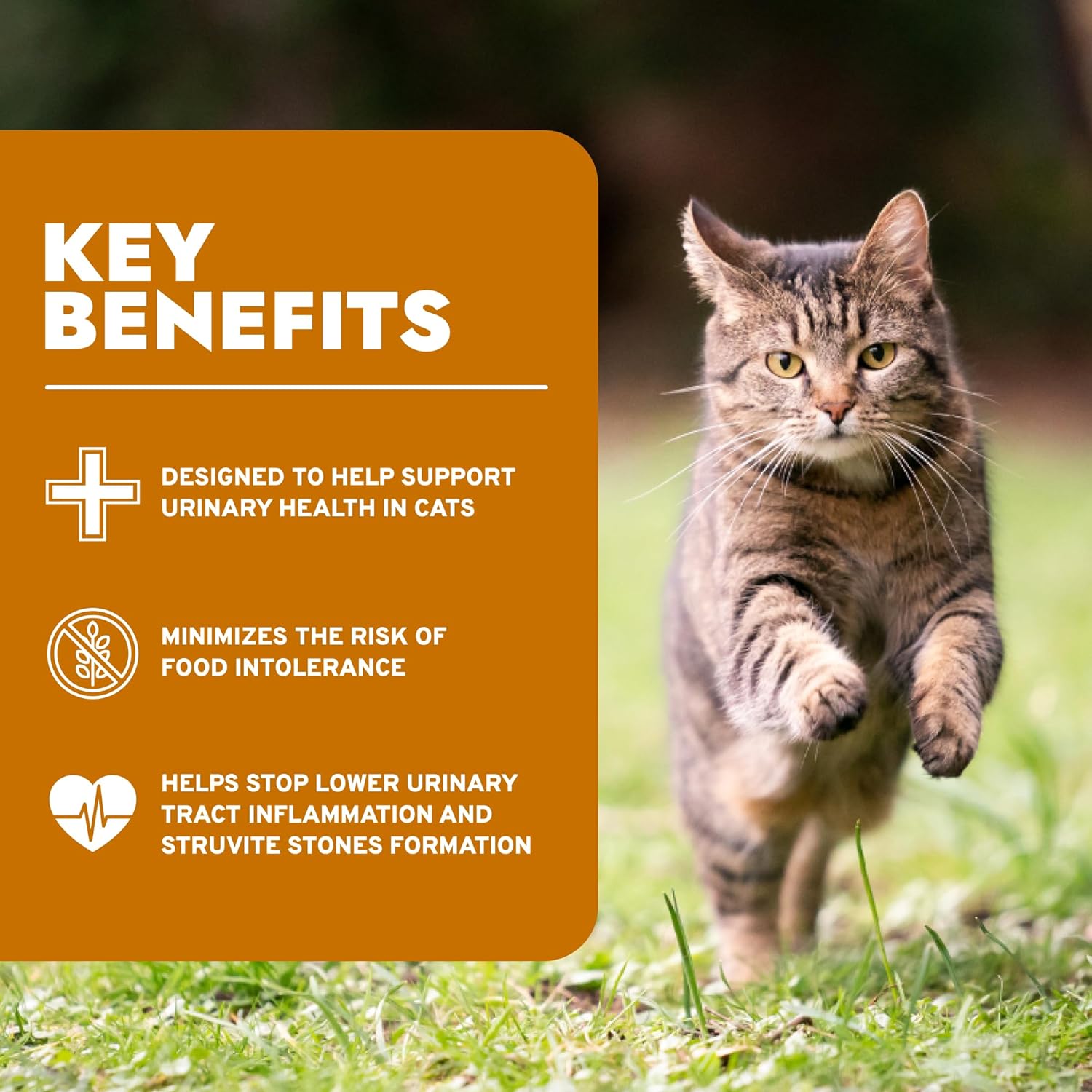 Forza10 - Cat Food, Limited Ingredient Cat Food for Urinary Health and UTI Support, Non-GMO, Fish Flavor, Made in Italy (3.3 lb)