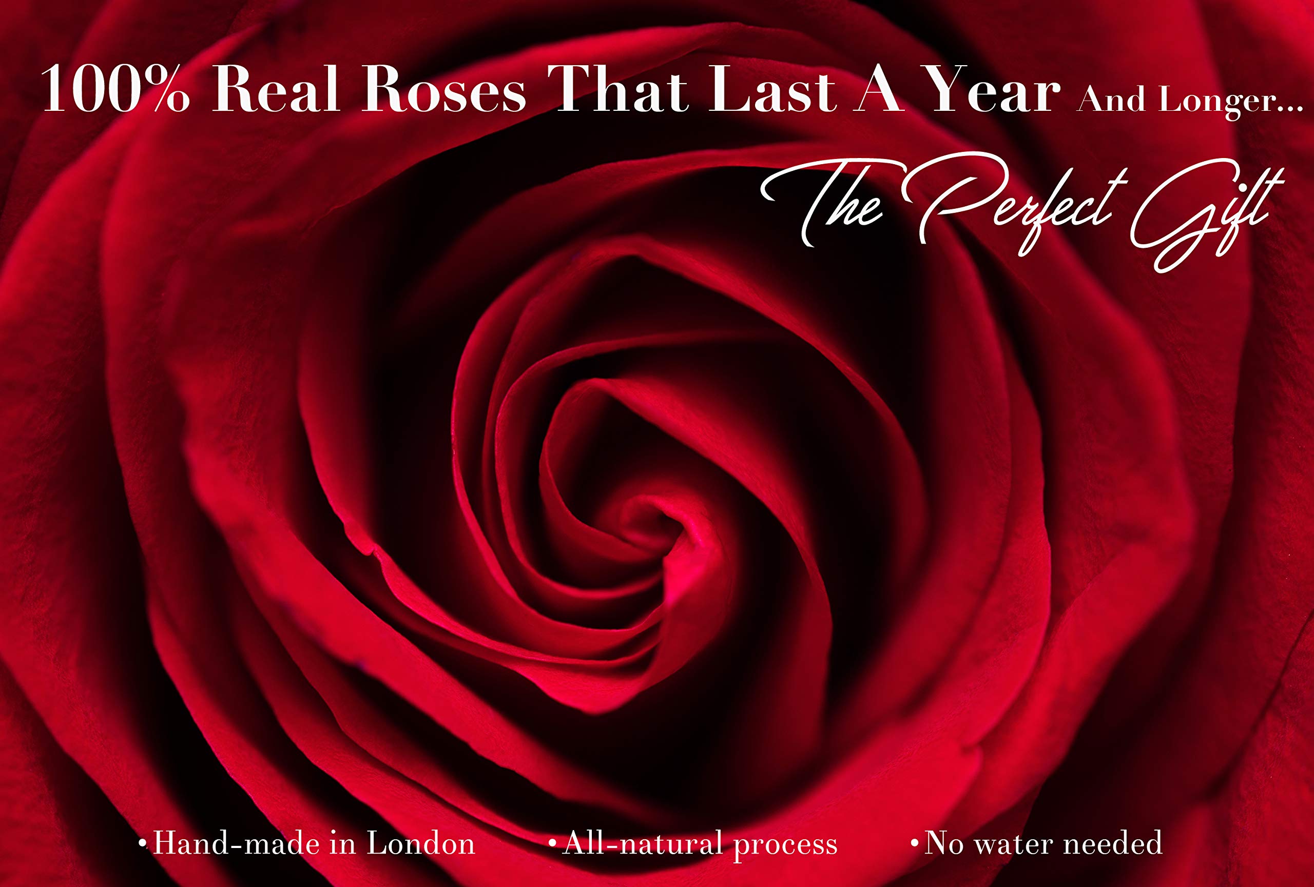 Real Roses That Last A Year – 16 Roses in a Black Flower Box (Delicious Peach)