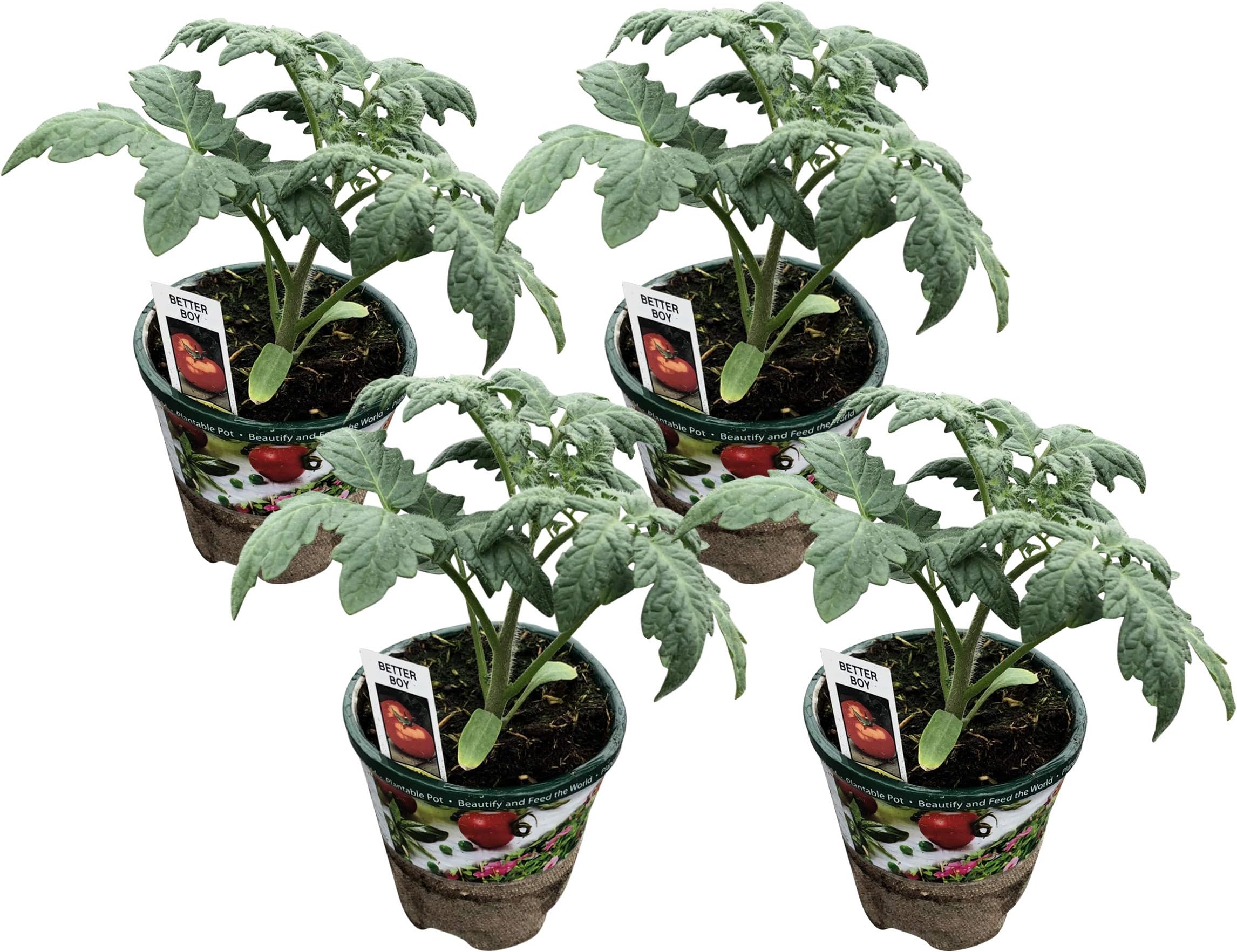 The Three Company 4-Pack Live Tomato Plants 5", Tasteful Tomatoes, Grow Your Own