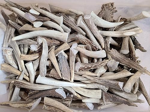 Cuernos de ciervo medianos de 1 libra | 3-4 pulgadas de largo | Ideal para masticables o manualidades