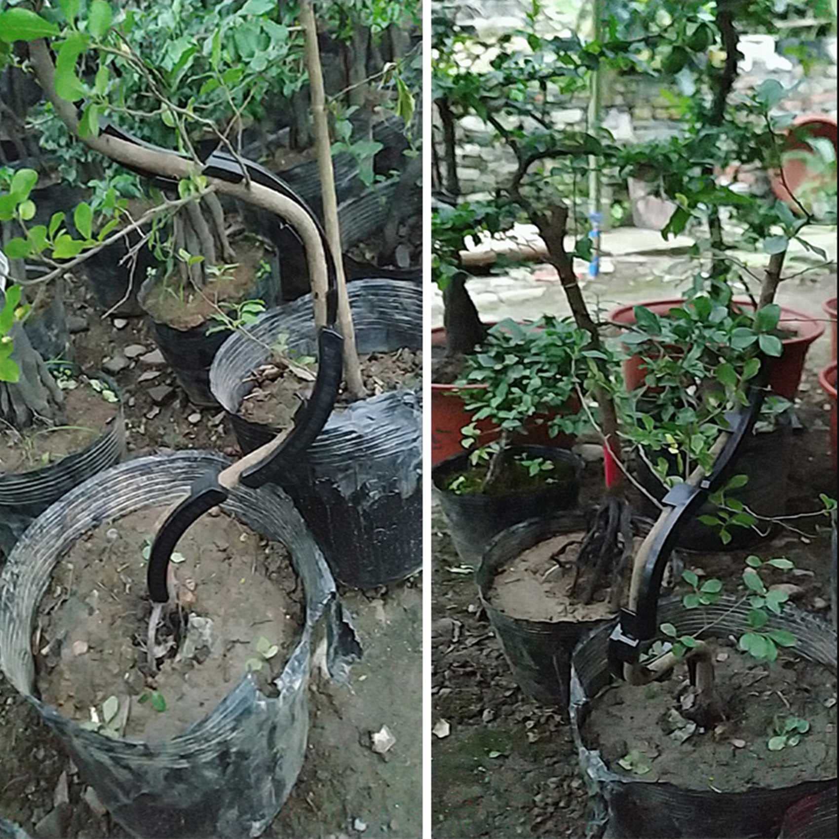 40 Stück Obstbäume Form Zweig Pinzette zum Biegen von Pflanzen Trainer Bonsai Form Zweig Klemmen Biegen Werkzeug