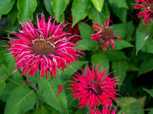 50 semillas de botón de soltero rosa y blanco, semillas anuales, flores de jardín