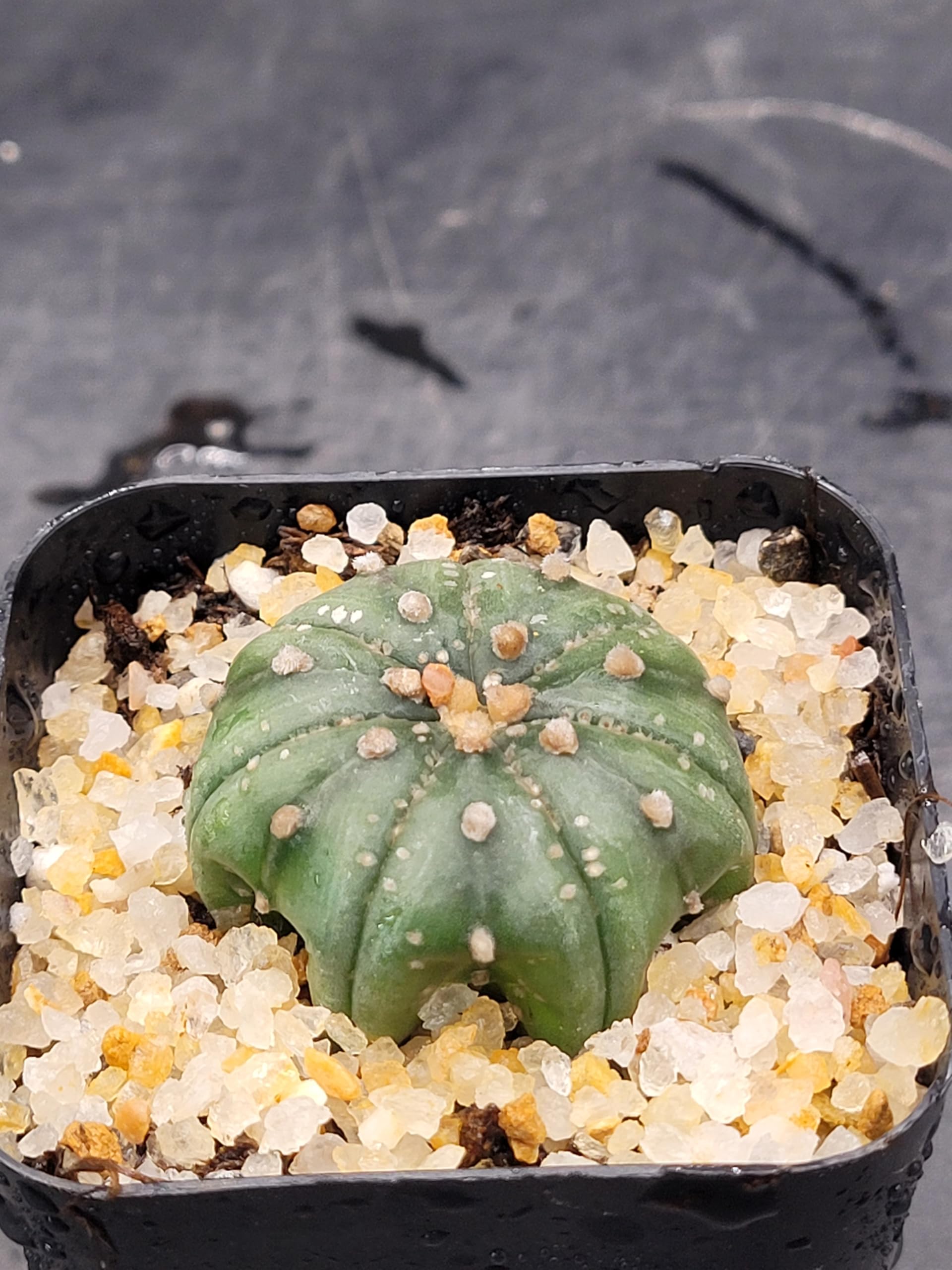 Amazon.com : Astrophytum Asterias Sand Dollar Cactus, Live Plant, 1.5-2  inches (1) : Patio, Lawn & Garden
