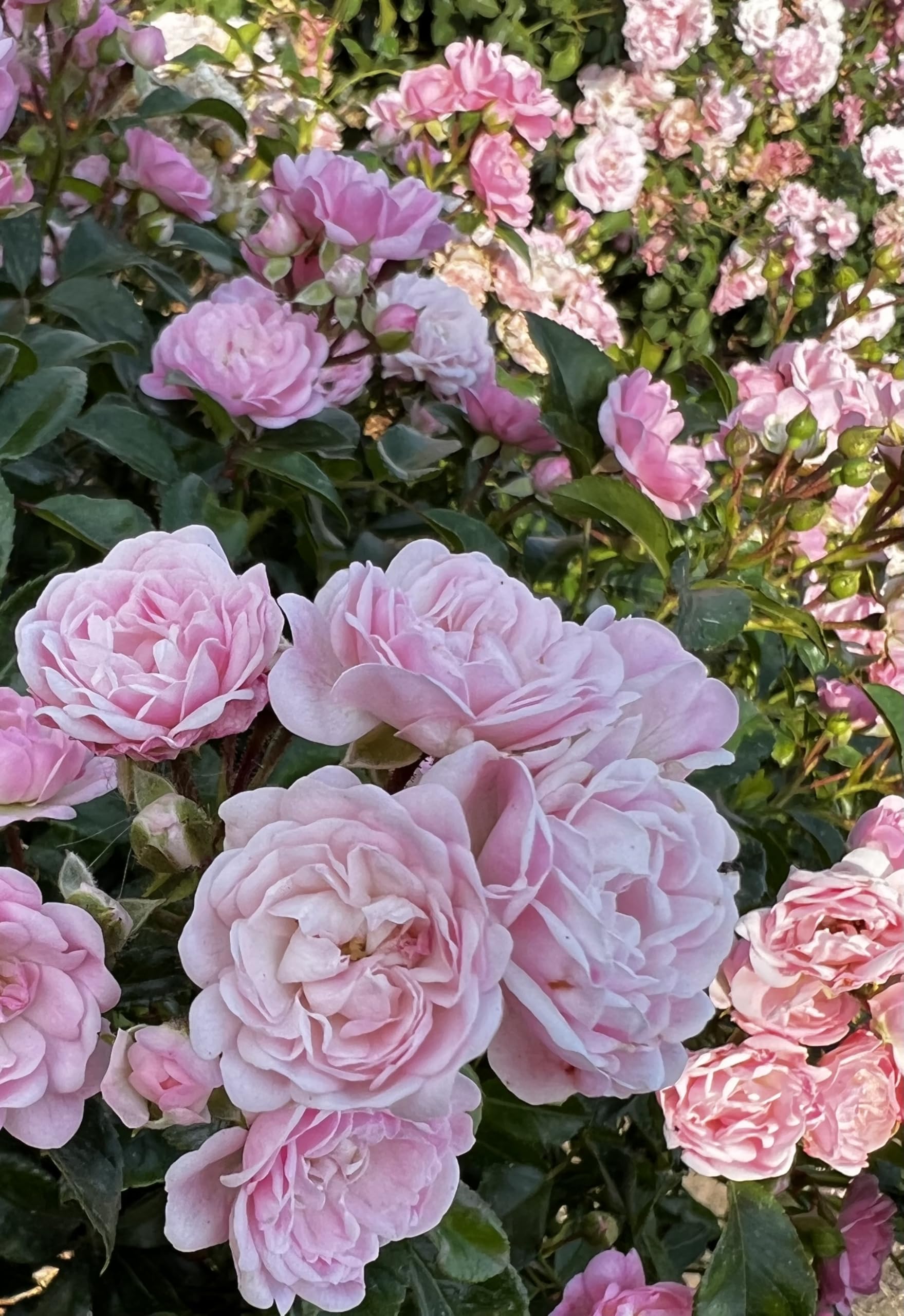 Elizabeth Pink Rose - 4L Pot - Lovely Gift Idea