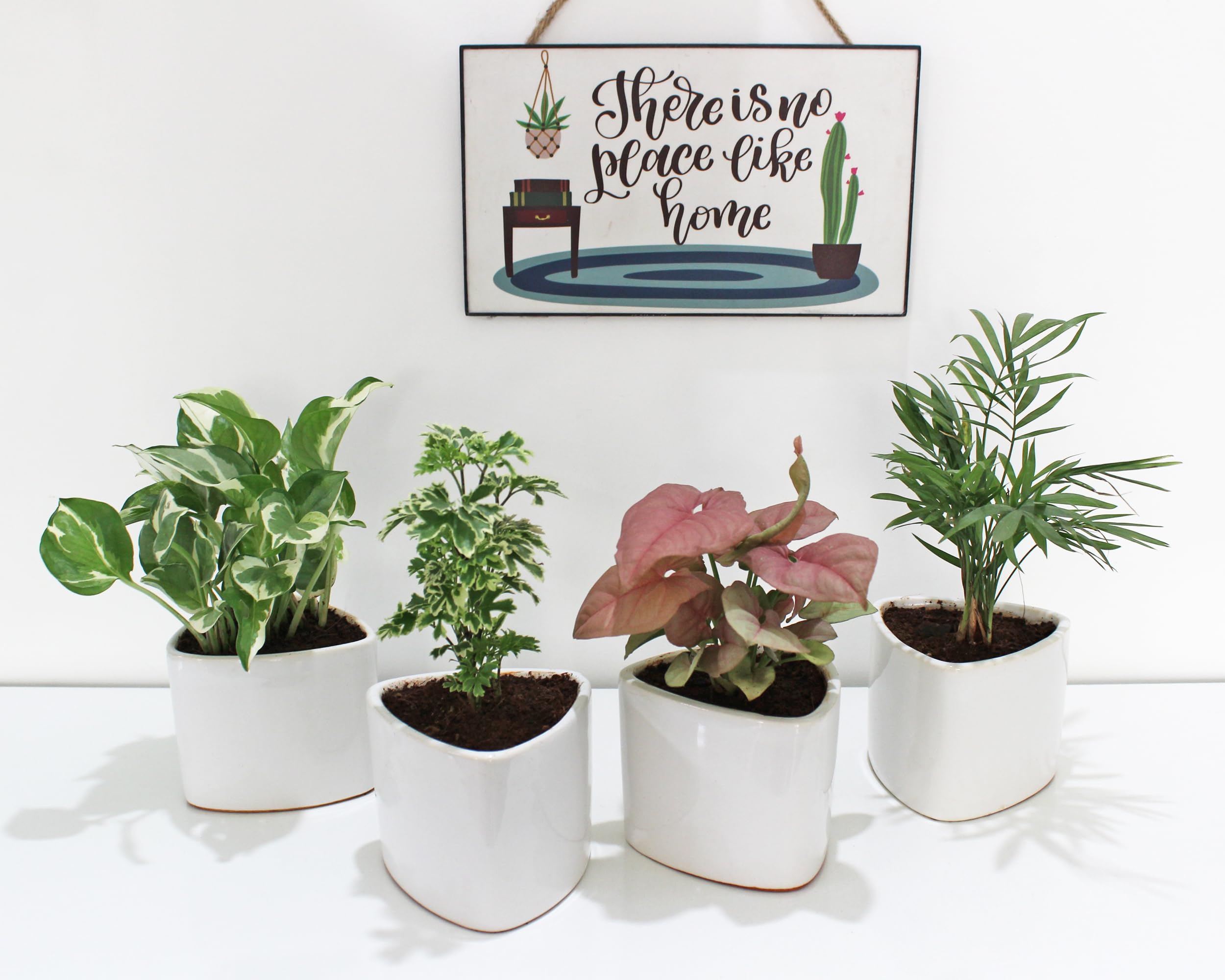 Rolling Nature Combo of 4 Indoor Plants for Living Room Njoy Money Plant, Aralia Variegated, Pink Syngonium and Parlour Palm Chamaedorea Elegans in White Triangle Glacier Ceramic Pot (B0C86626G9) Amazon Price History, Amazon Price Tracker
