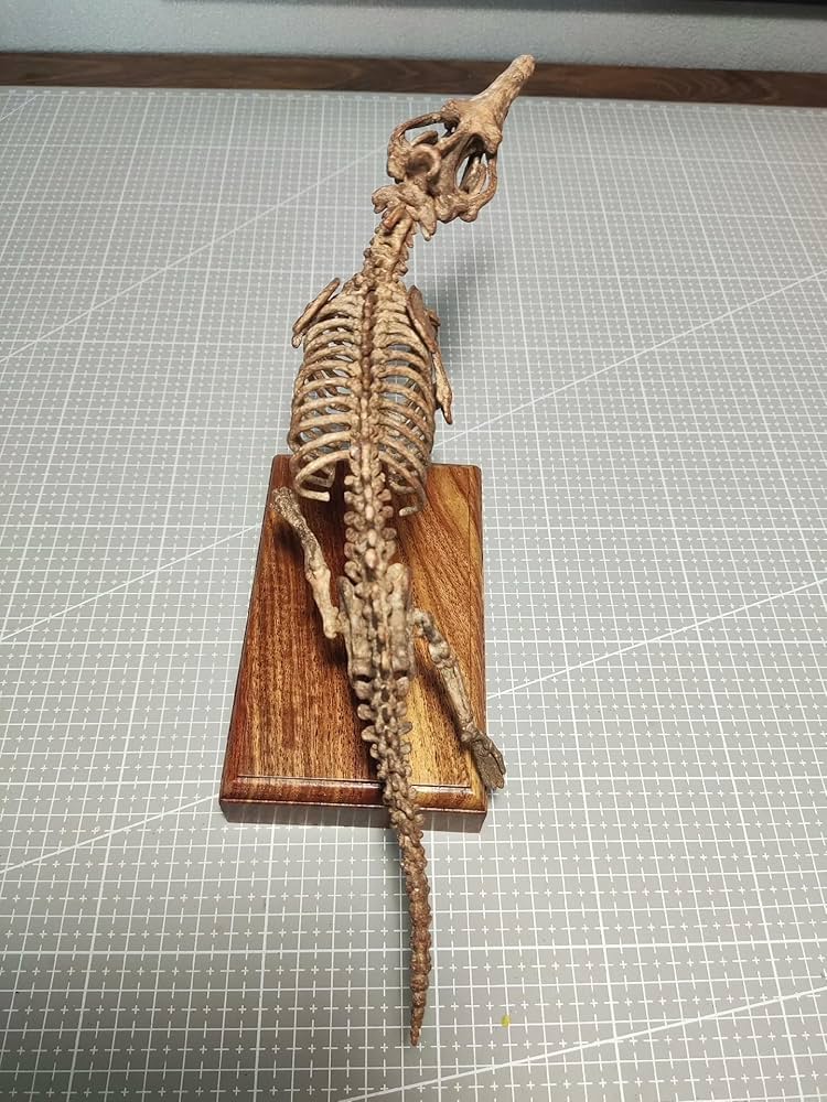 Amazon.co.jp: 菊石 1/10サイズ アンブロケトゥス 原始的クジラ類