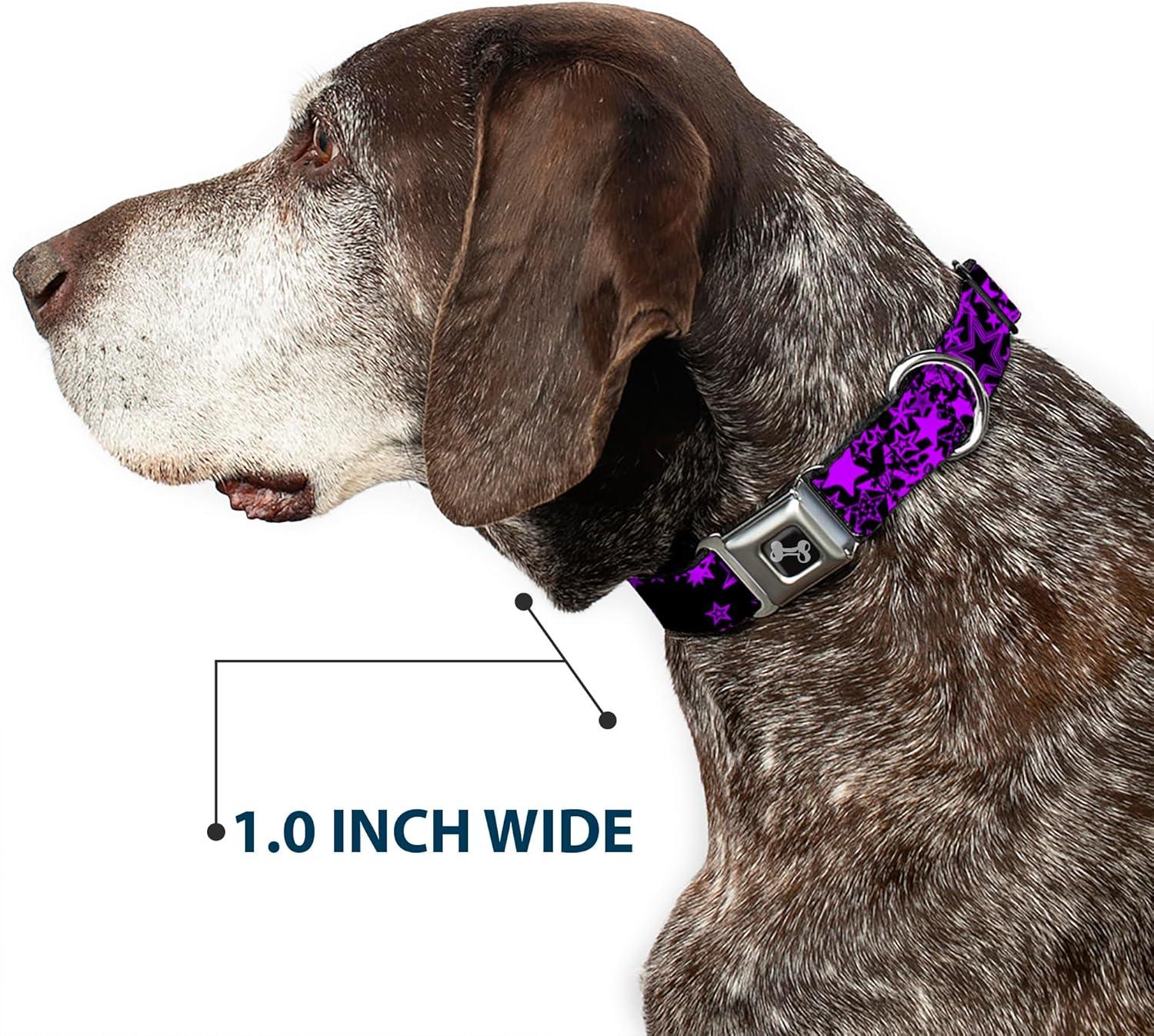 Dog Collar Seatbelt Buckle Stargazer Black Purple 9 to 15 Inches 1.0 Inch Wide