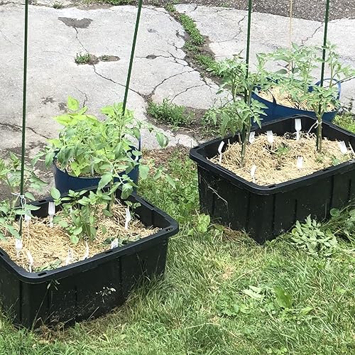 Miniatura 7 de Estacas para plantas de jardín de 72 pulgadas, 6 pies, soporte de acero para plantas trepadoras, paquete de 25