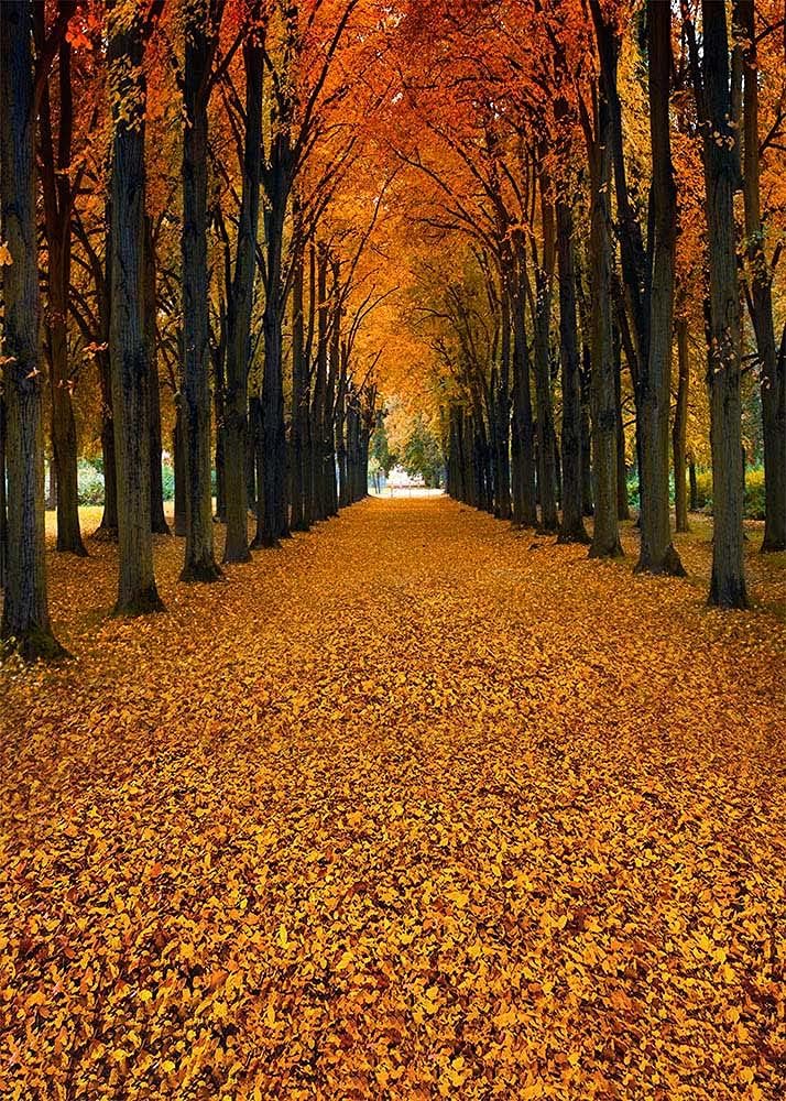 Avezano Autumn Maple Forest Path Photography Backdrop for Kids Adult Family Deciduous Natural Scenery Outdoor Road Background Thanksgiving Day Harvest Party Decorations Photoshoot Backdrops (5x7ft)