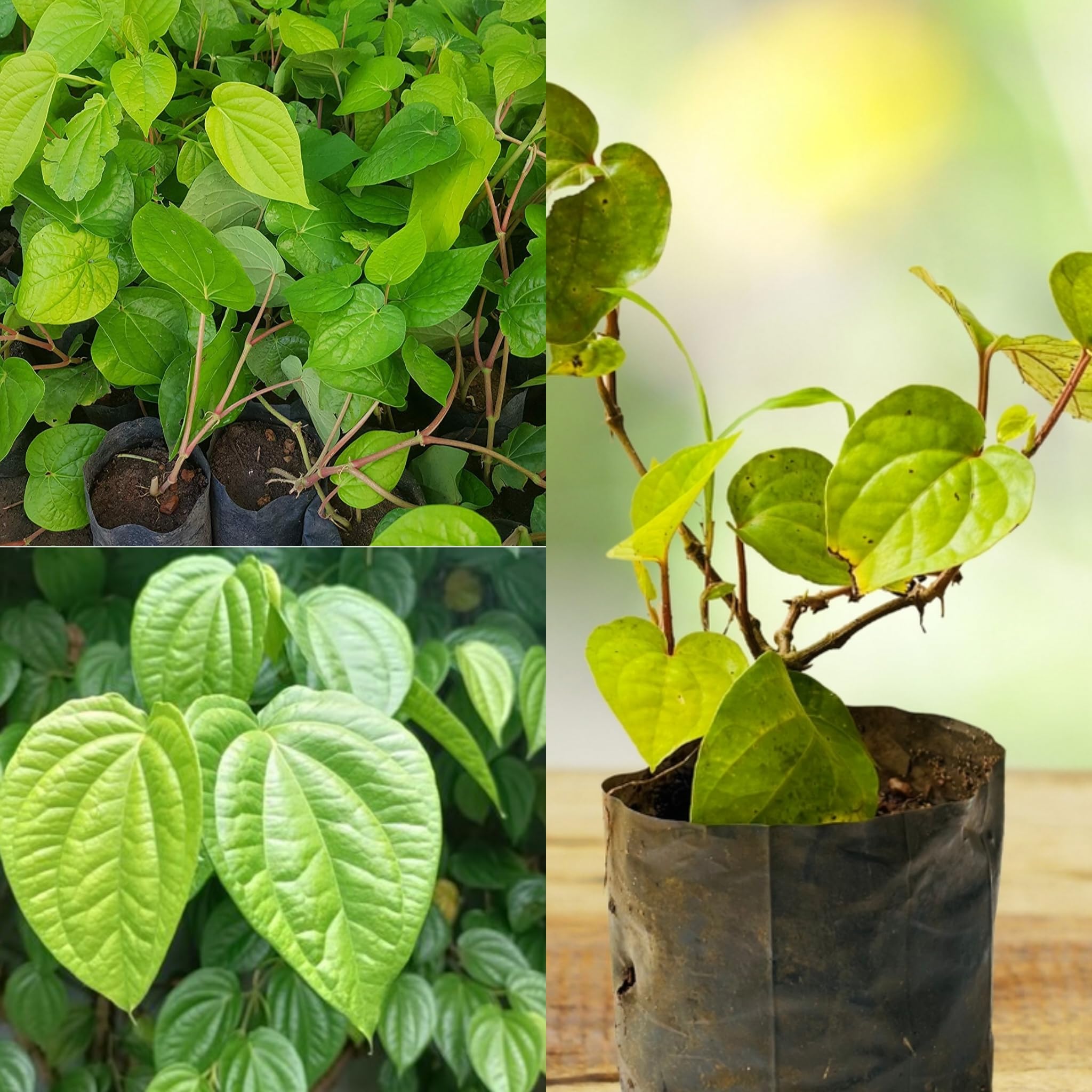 SISA GARDEN Live Betel leaf plant(magai meetha paan) with grow Bag (B0D4KM8WM4) Amazon Price History, Amazon Price Tracker