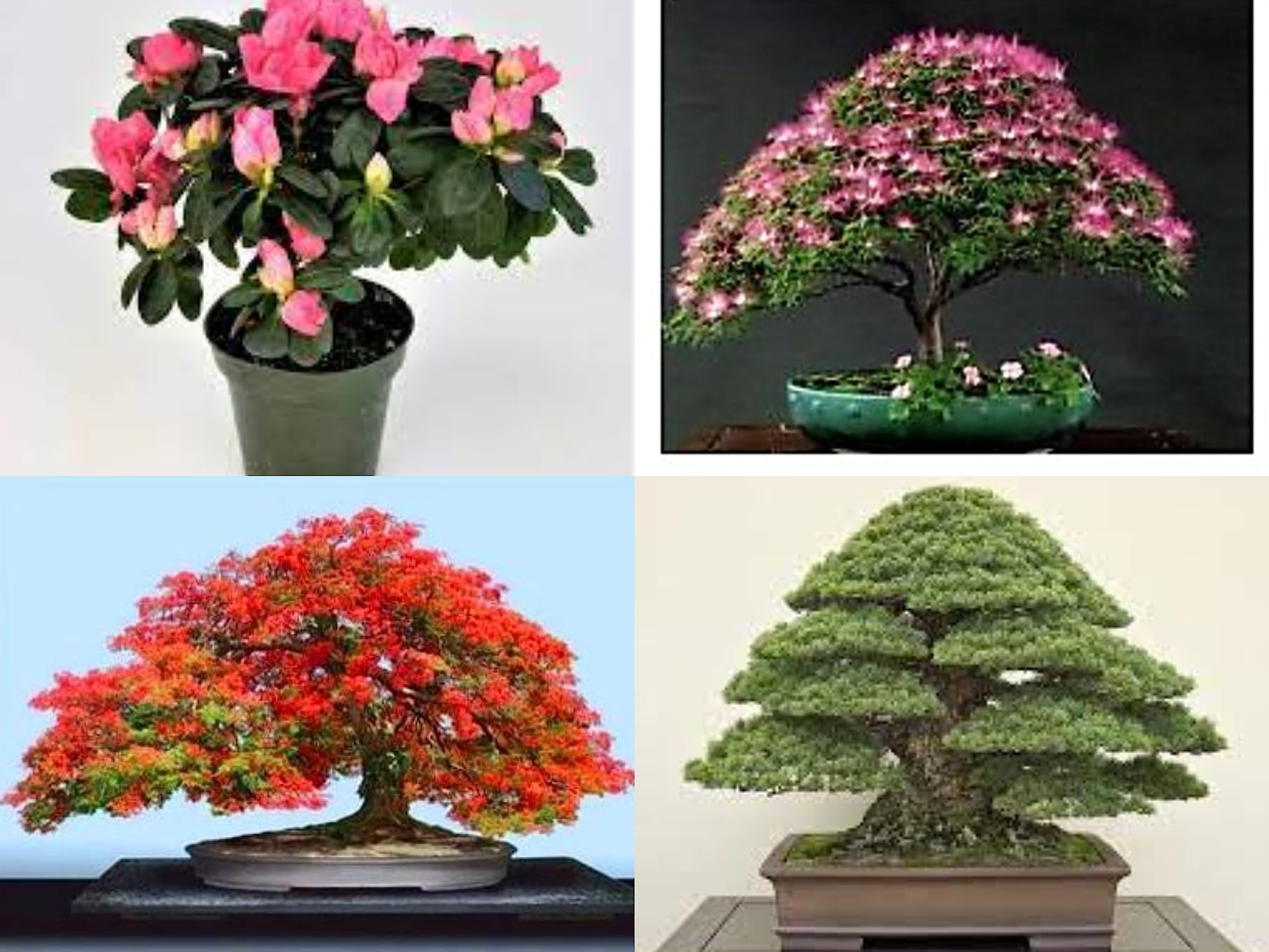 Air Purifying Plants Mix Dwarf Tree Seeds : Japanese Pine, Pink Siris, Azalea, Gulmohar Tree 5 Seeds Each (B0BQ7NSPLX) Amazon Price History, Amazon Price Tracker