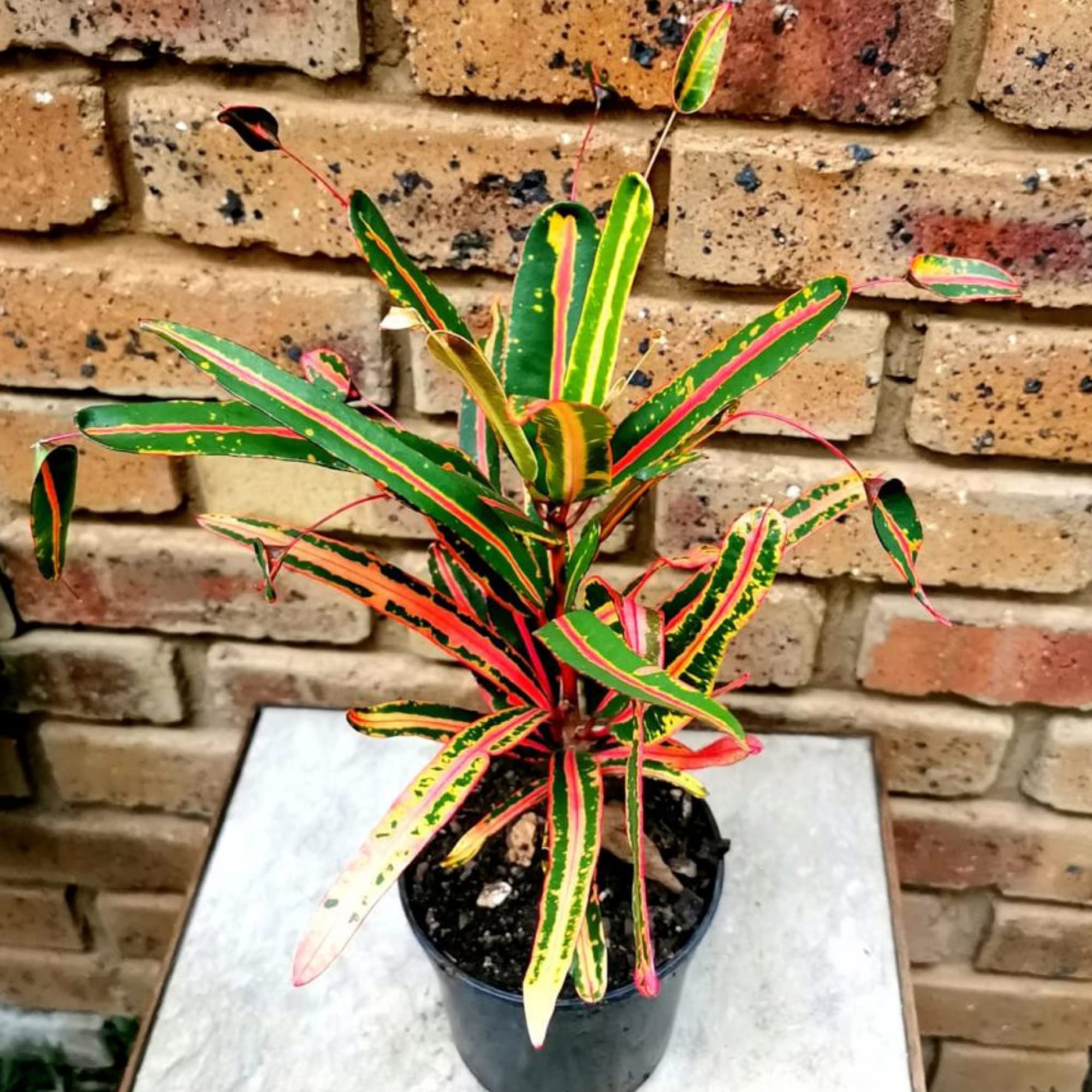 Guruji Plantation Petra Croton Plant Indoor Plant For Home and Garden with Pot (Pack of 1) (Lauren’s Rainbow Croton) (B0BYV2QKTF) Amazon Price History, Amazon Price Tracker