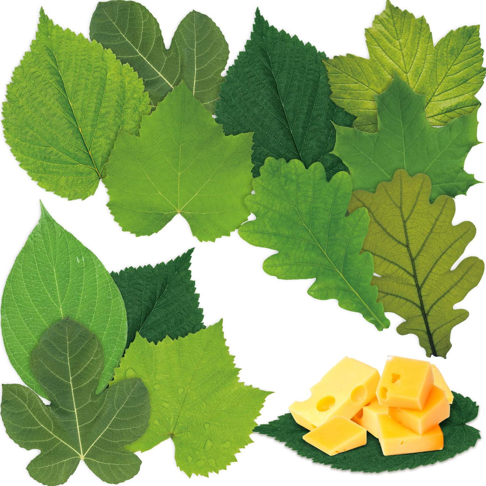 Tenceur150 Pcs Parchment Paper Leaves 7.2 in Summer Spring Cheese Paper Leaves Boards Decorative Parchment for Plate Table Festival Party Serving, 10 Styles