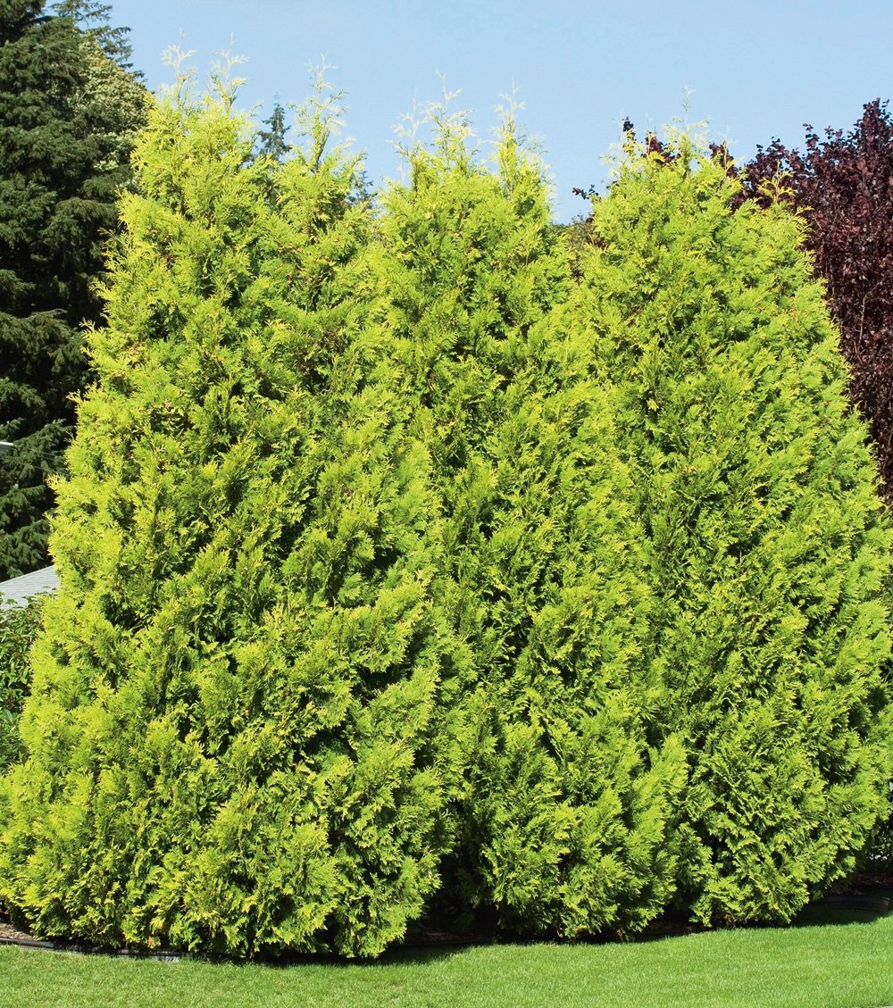 Thuja Golden Smaragd Occidentalis - Lebensbaum winterhart - Thujen-Hecke  als Sichtschutz - Heckenpflanze 15-20cm - 1 Pflanze im Topfballen von  Garten Schlter - Pflanzen in Top Qualitt : Amazon.de: Garten