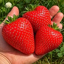 Ruby Giant Strawberry Plants Extra Large Sweet Strawberries High Yield Strawberry Runners Big Fruit, Easy to Grow Plants for Home Gardens 15 Plants