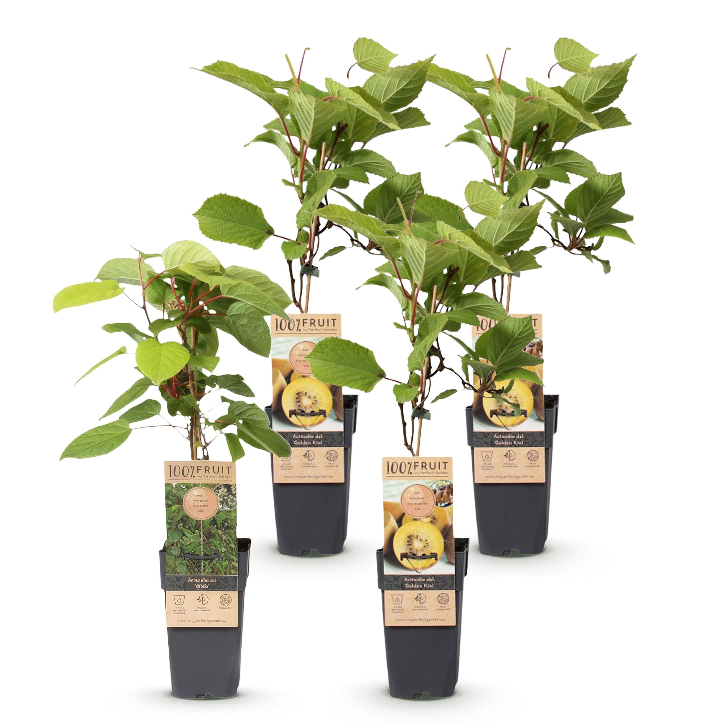 Actinidia Weiki & Golden Kiwi - Planta de Kiwi - 1 Macho - 3 Hembras - Plantas - Amarillo - 40-50cm - Ø15cm - Planta de jardín - Verduras y frutas