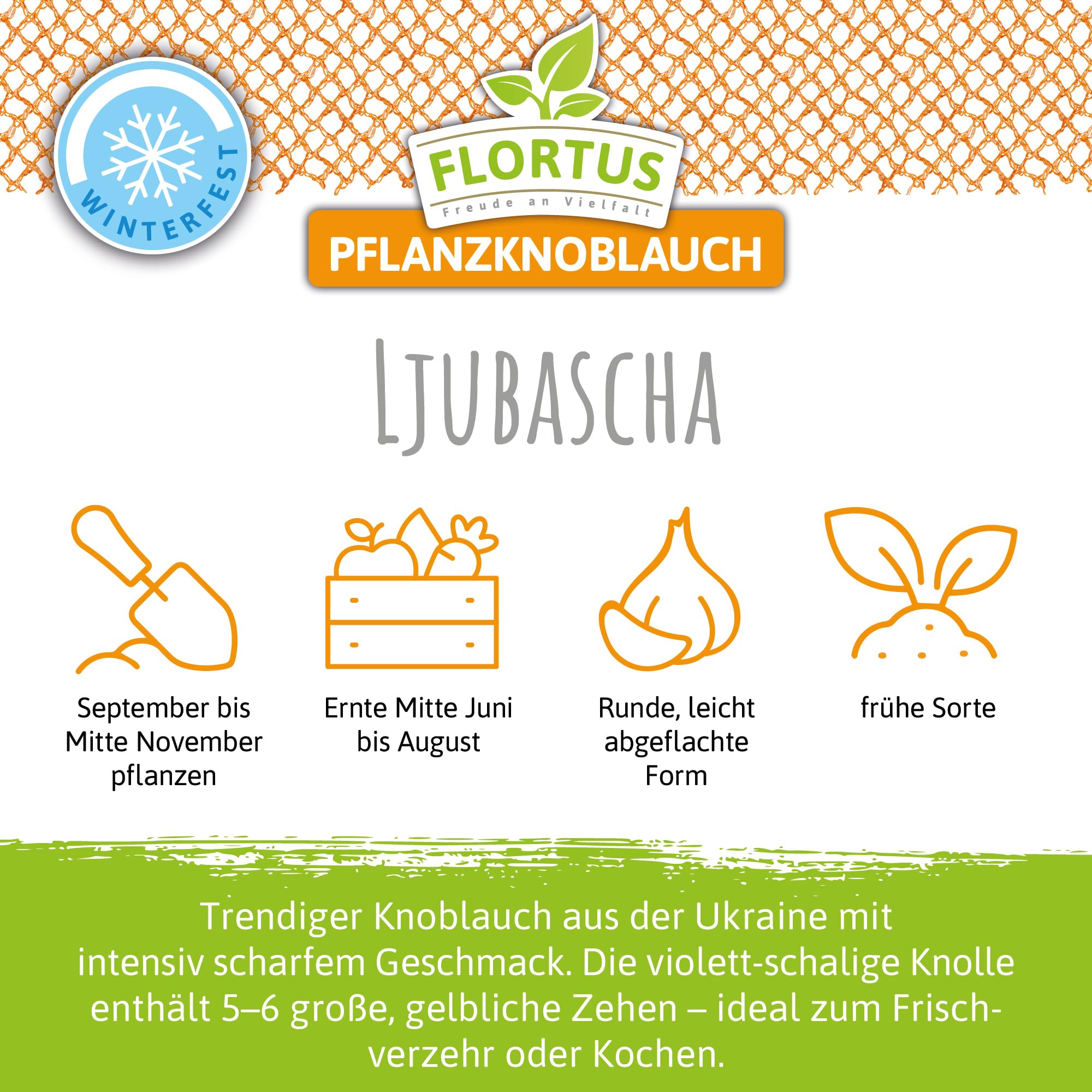 FLORTUS – Winterpflanzknoblauch Ljubascha 5 kg zertifiziertes Pflanzgut, keine Samen – Knollengröße 40-50 mm – winterhart, intensiv-scharfer Knoblauch aus Ukraine