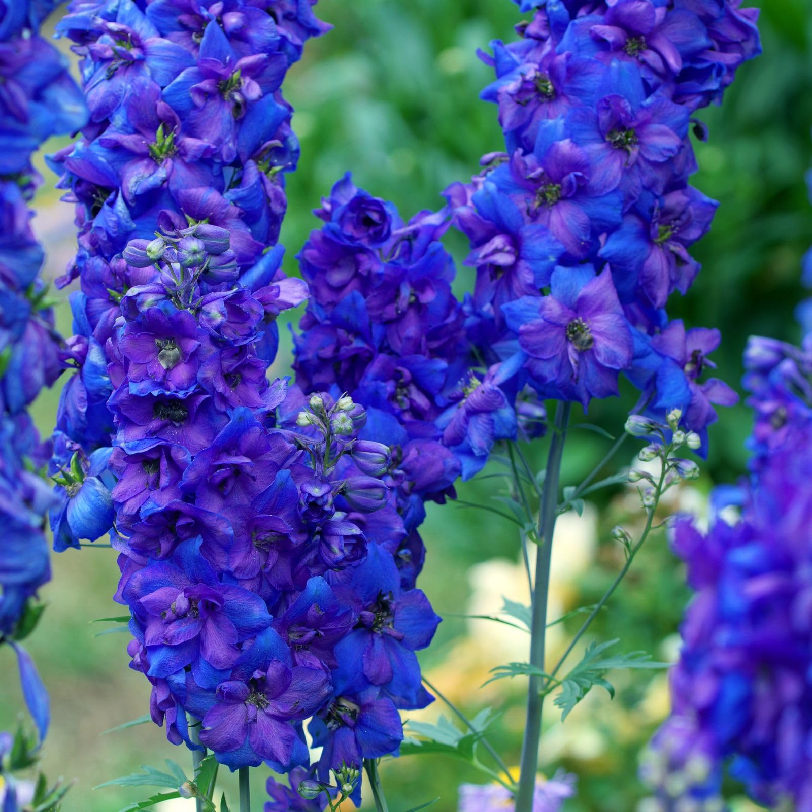 Clovers Garden Delphinium Black Knight
